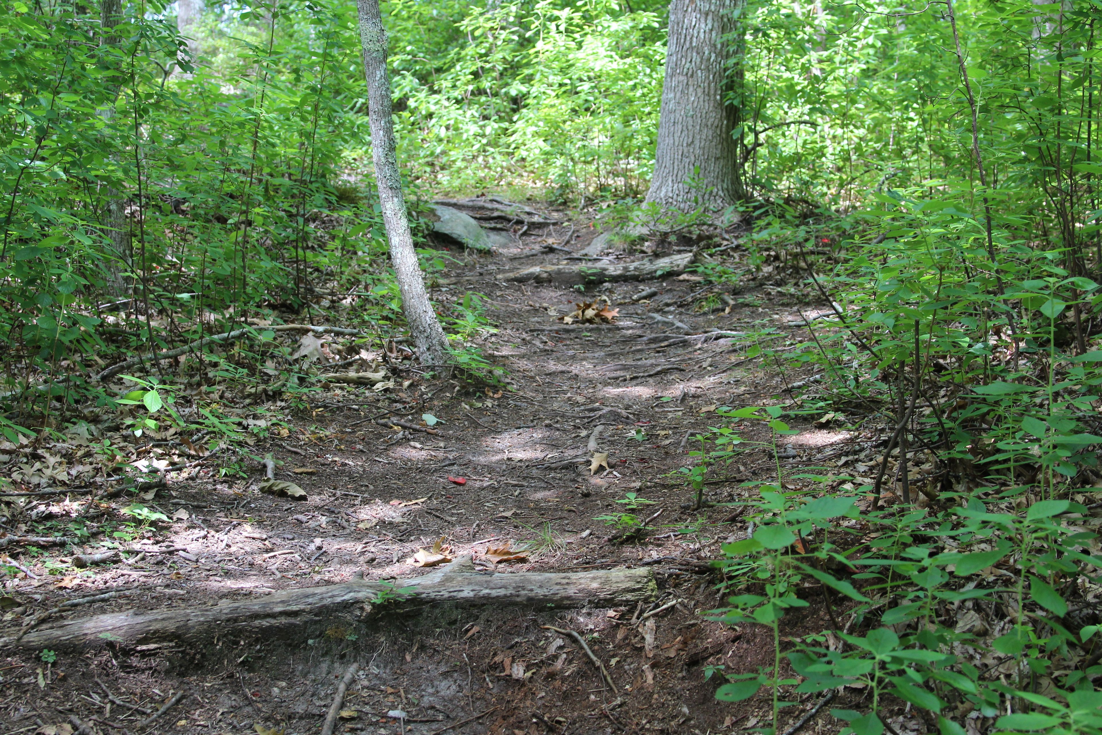 roots along trail