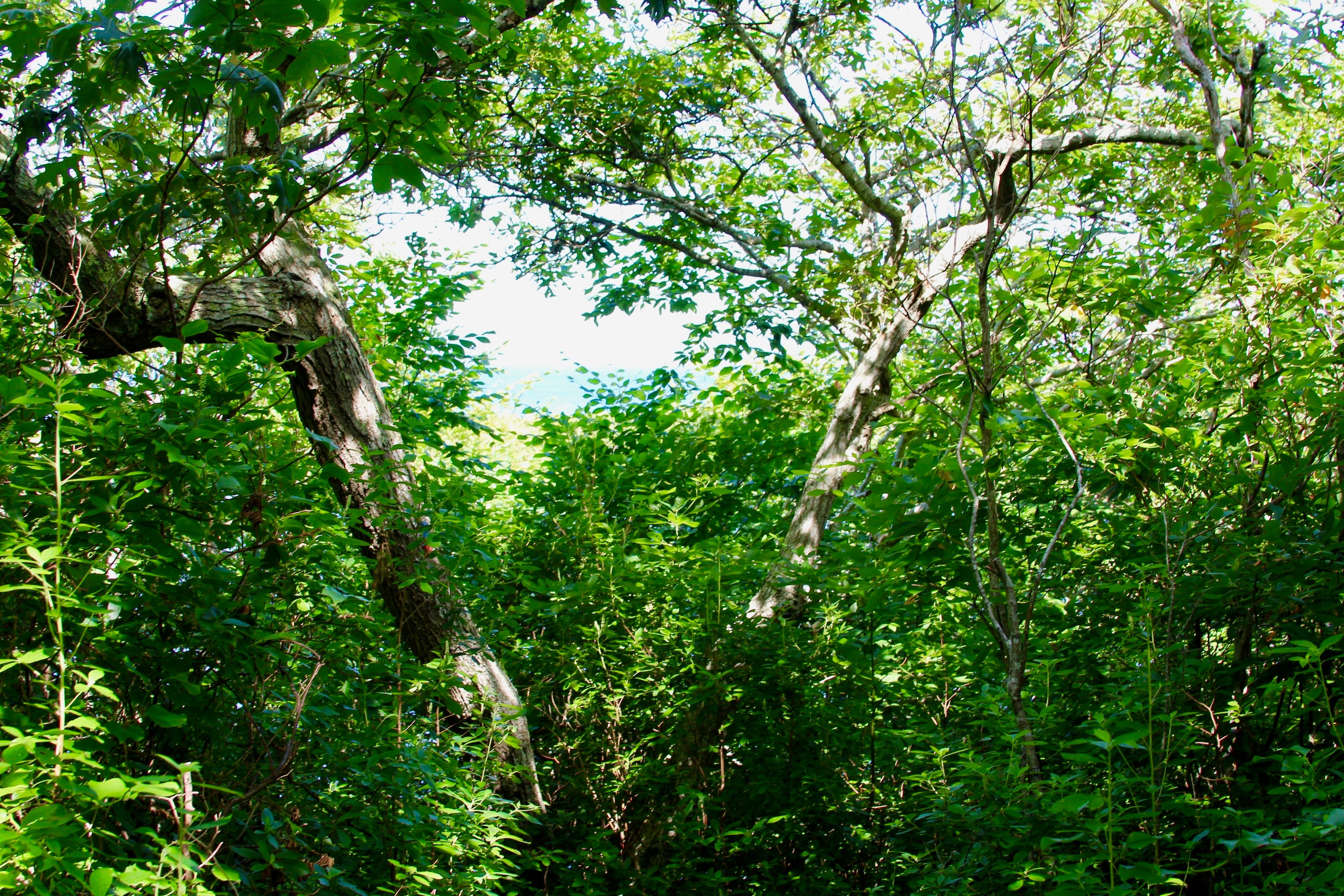 glimpse of pond ahead