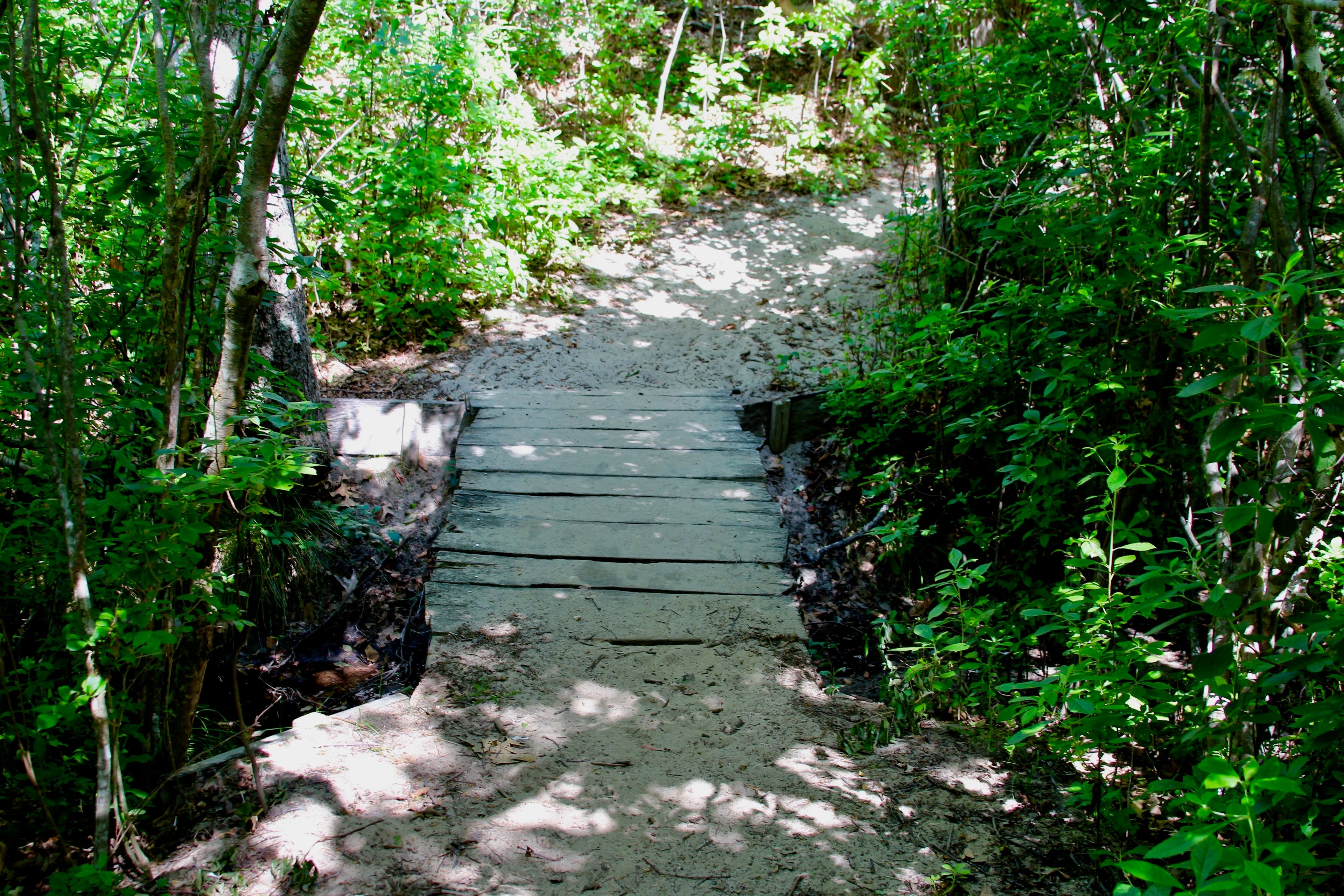 boardwalk along sandy part of trail