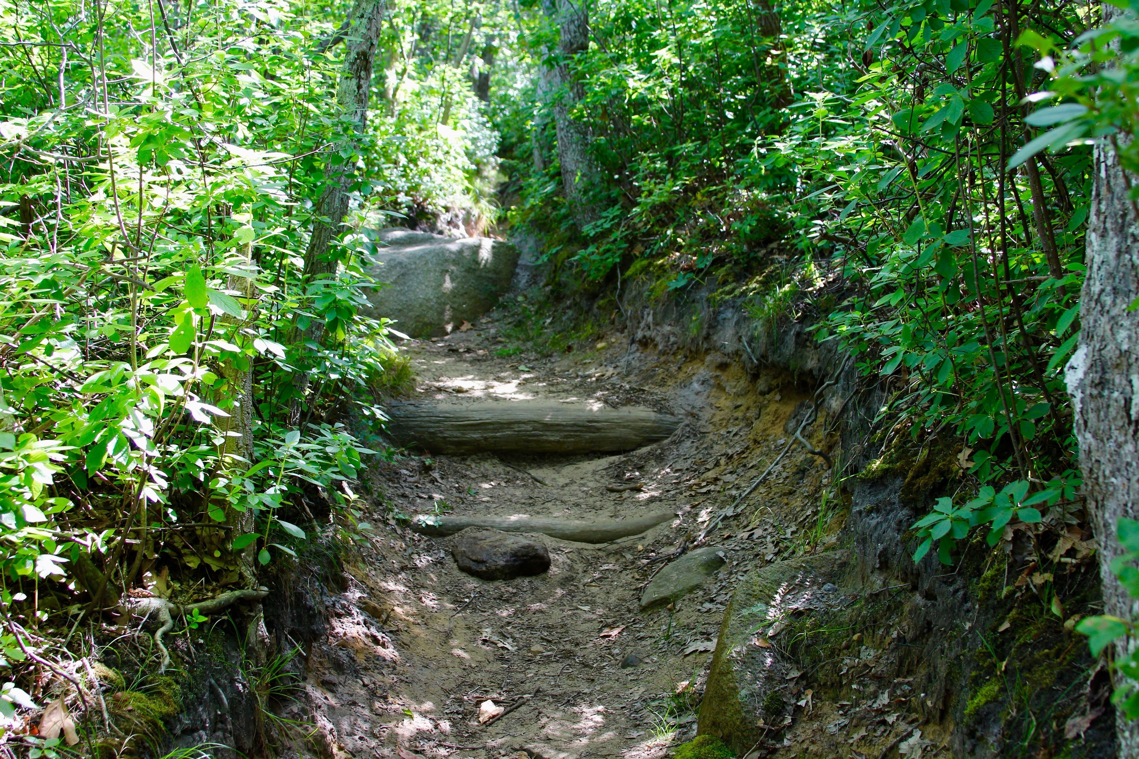 roots and rocks along trail