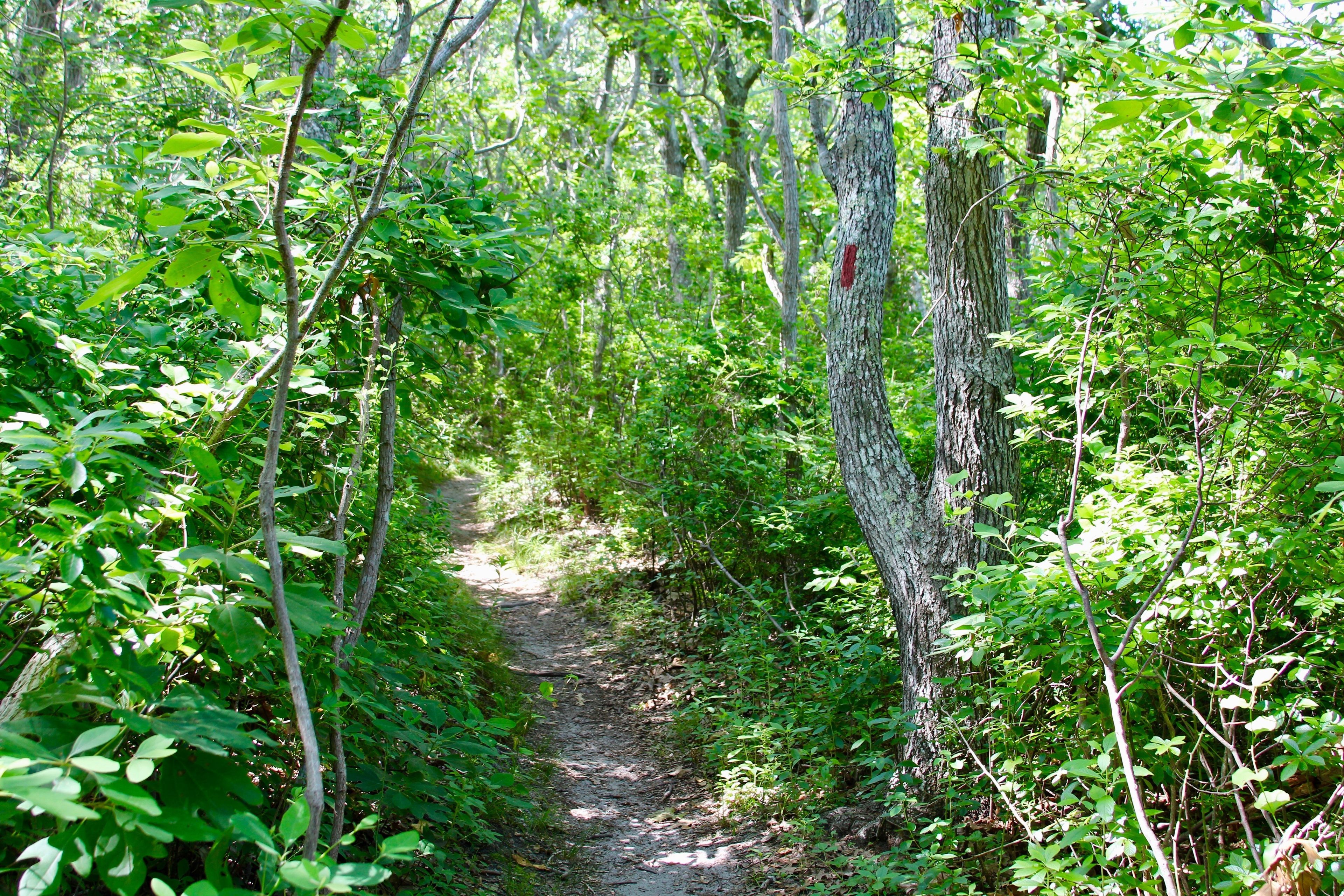 woods trail