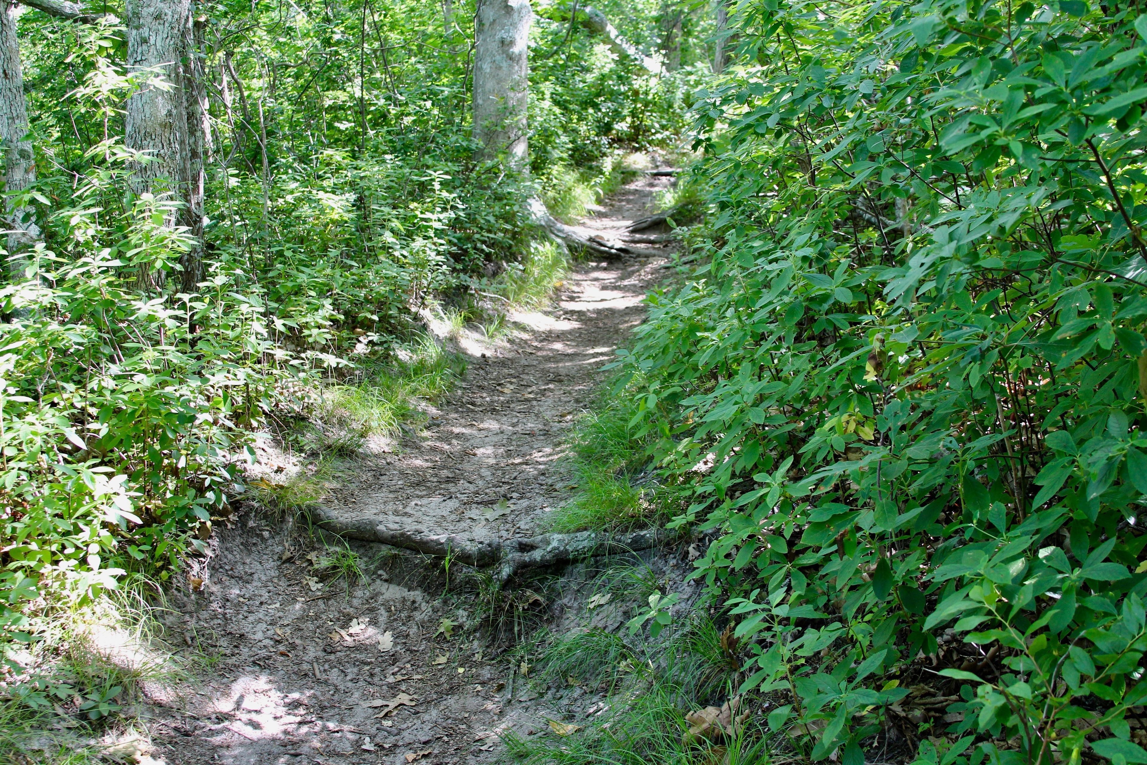 roots along trail