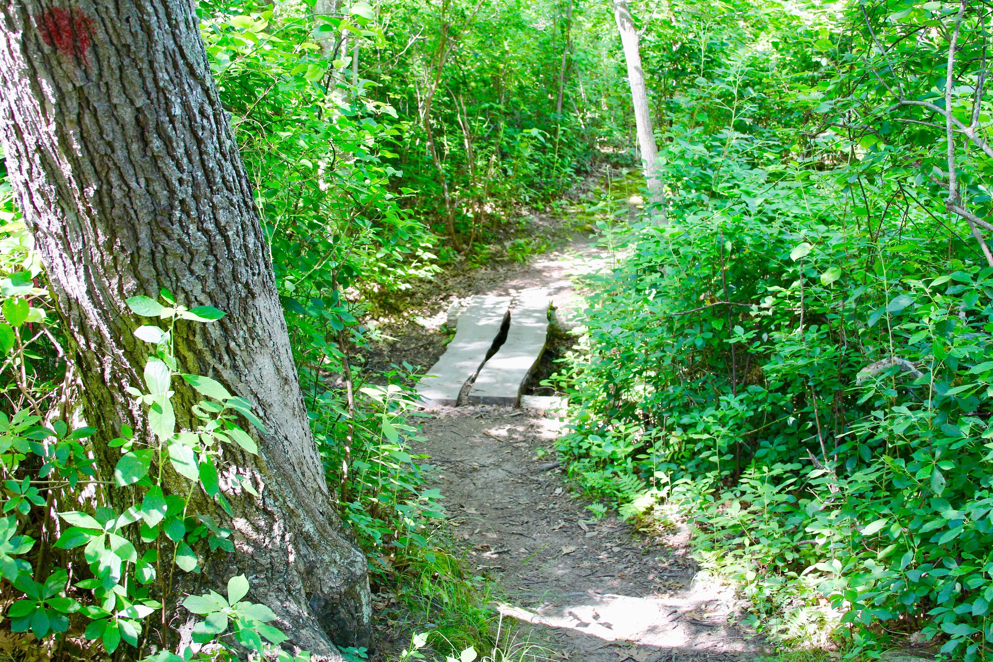 footbridge near start of trail by parking