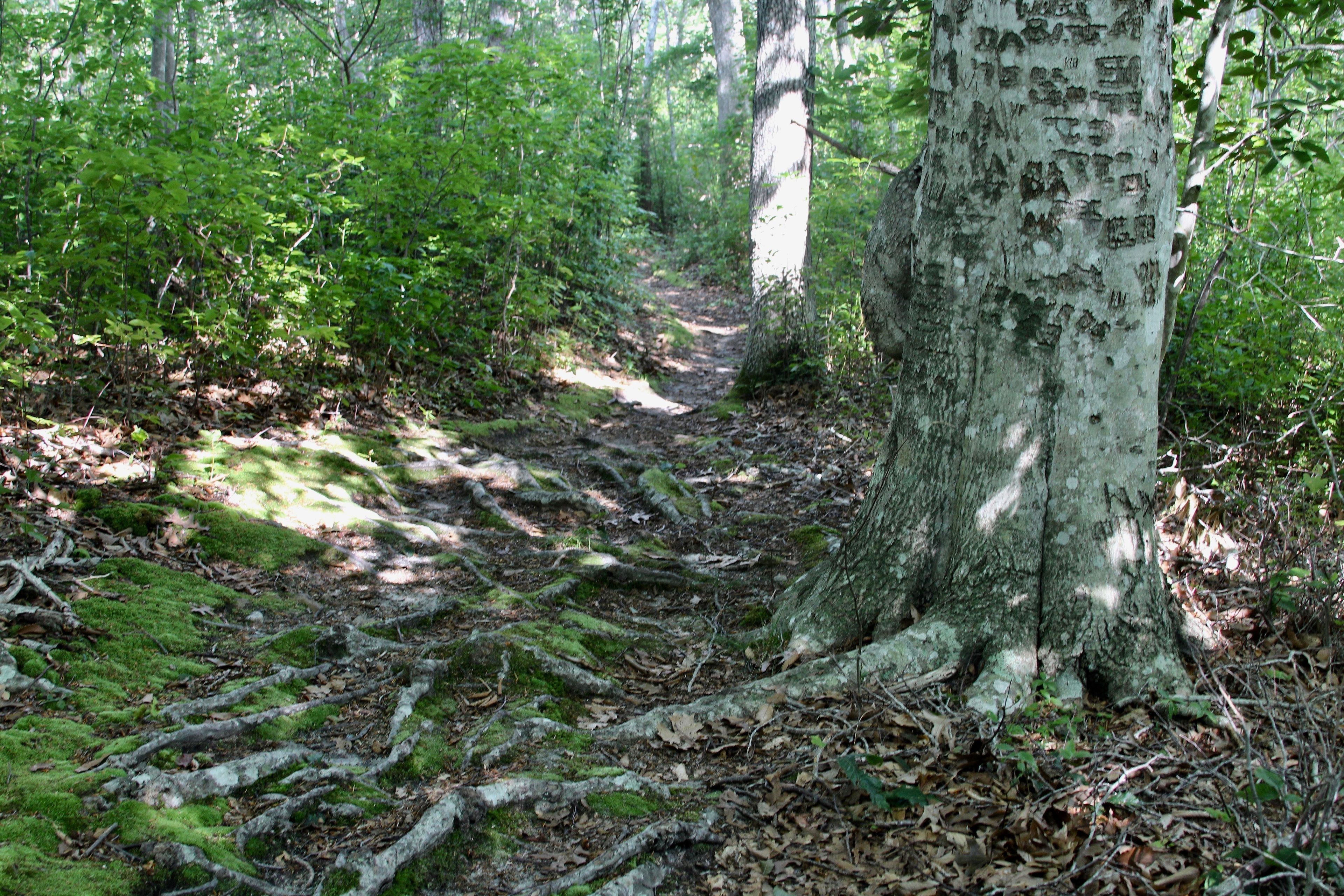 Beech tree roots