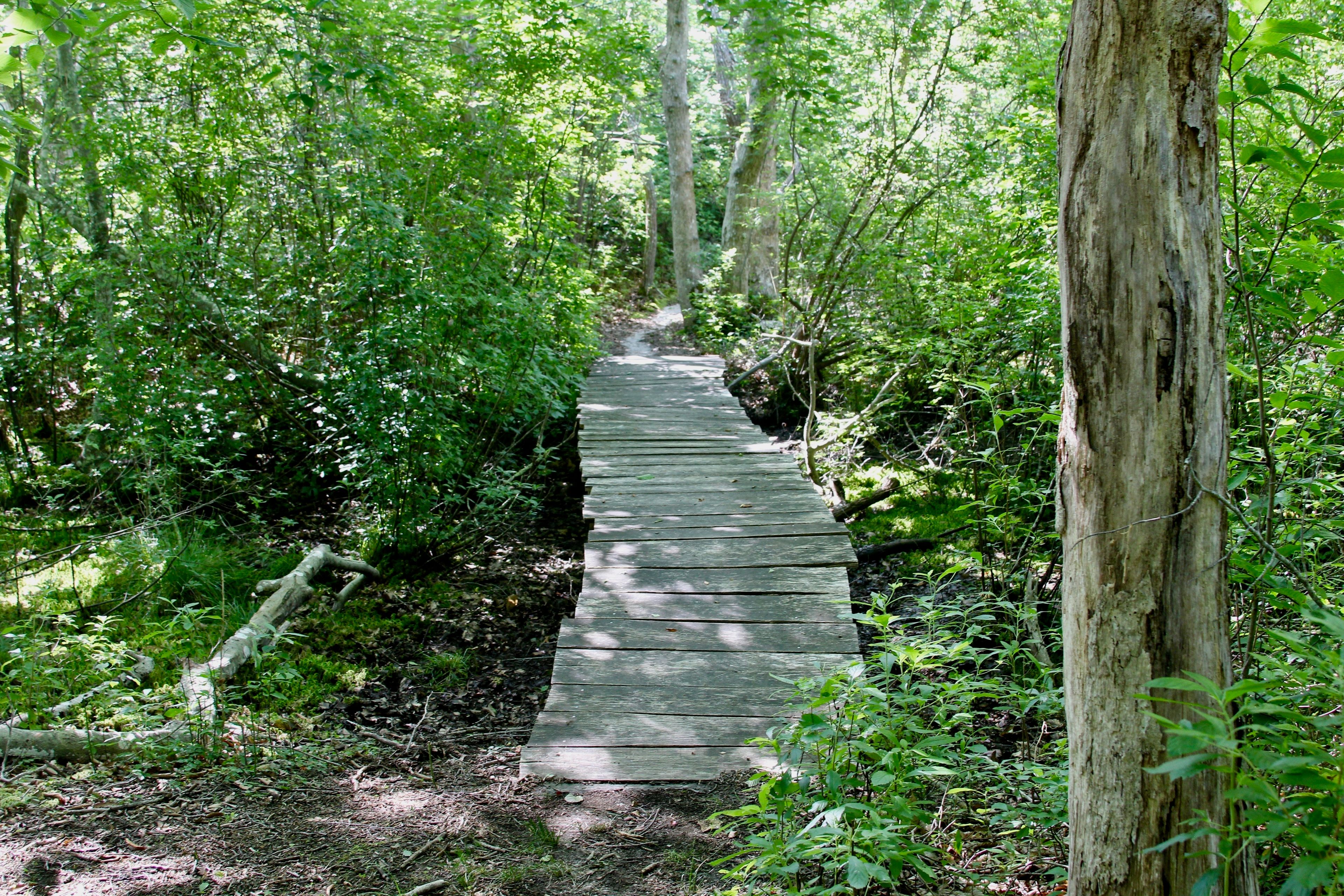 footbridge