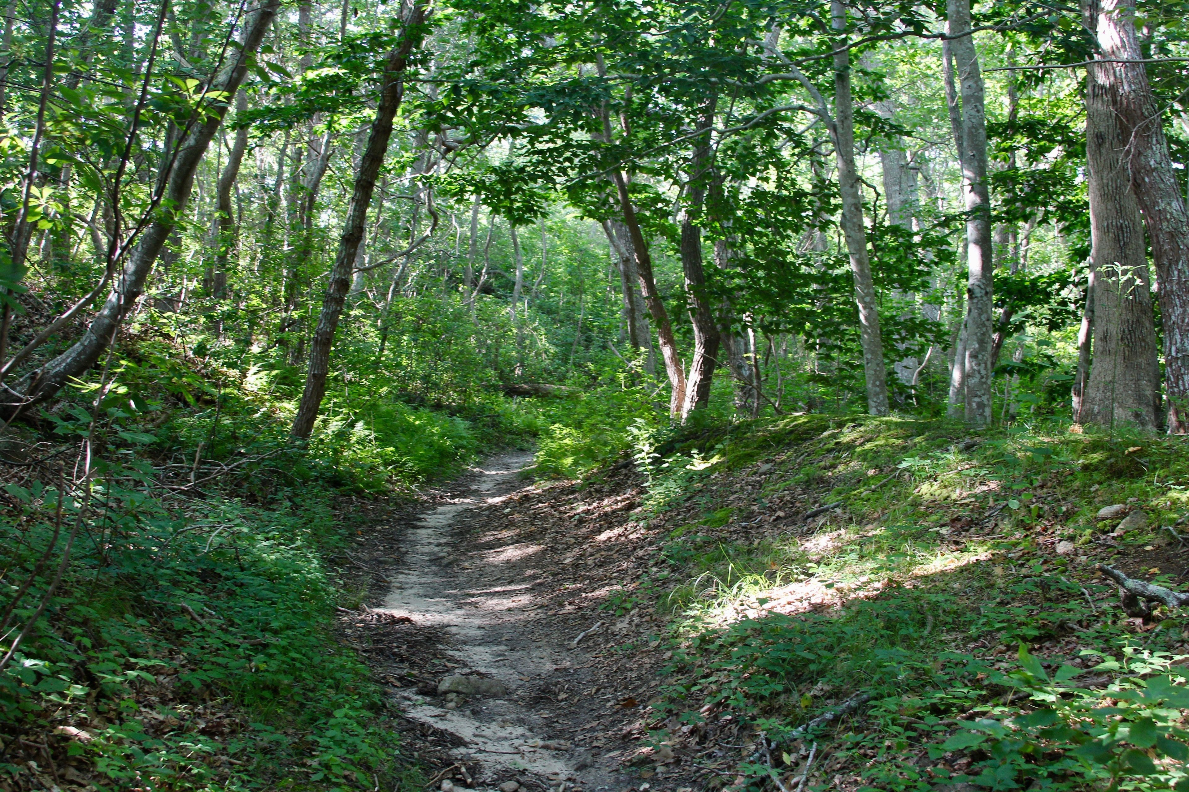 woods trail