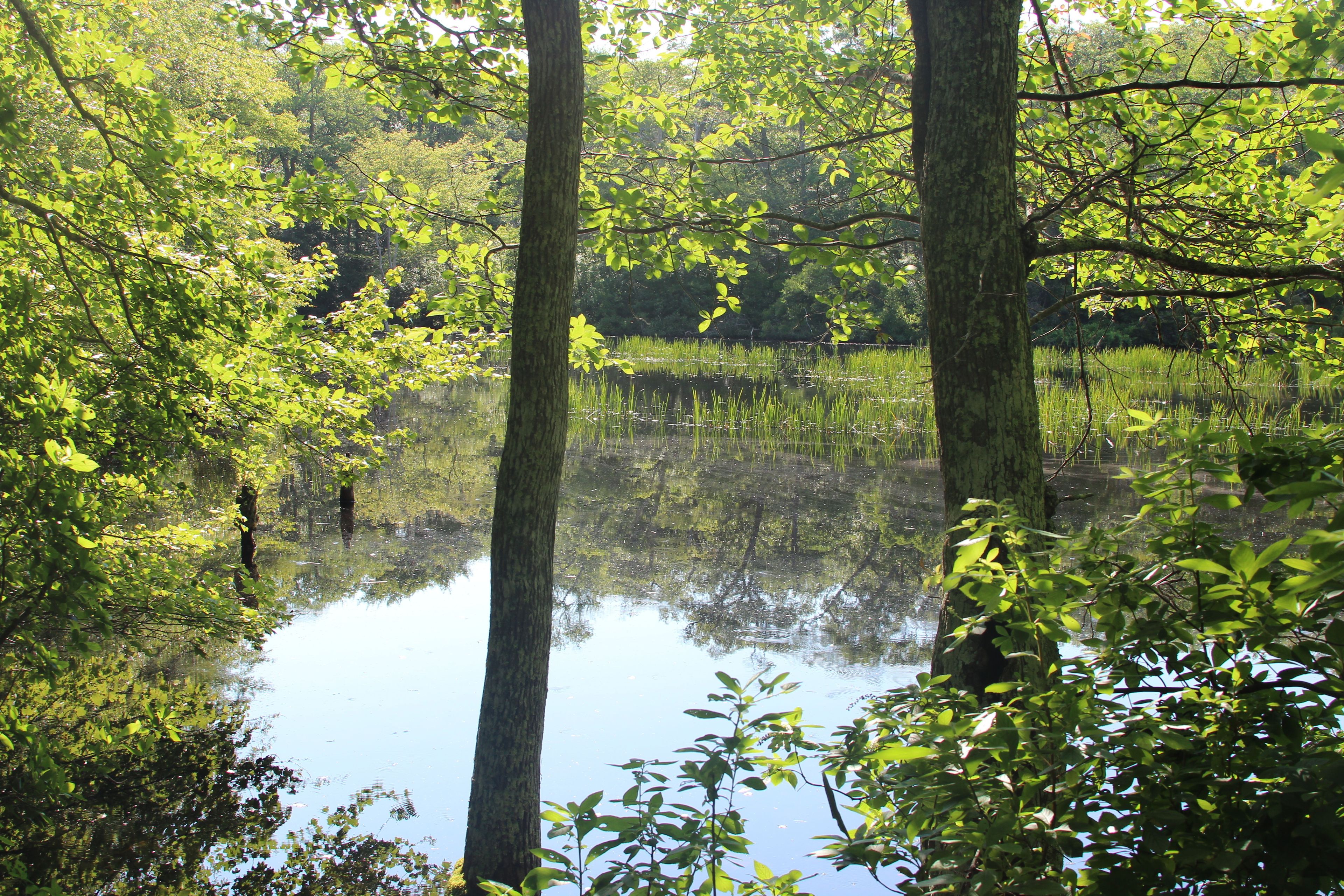 Ames Pond