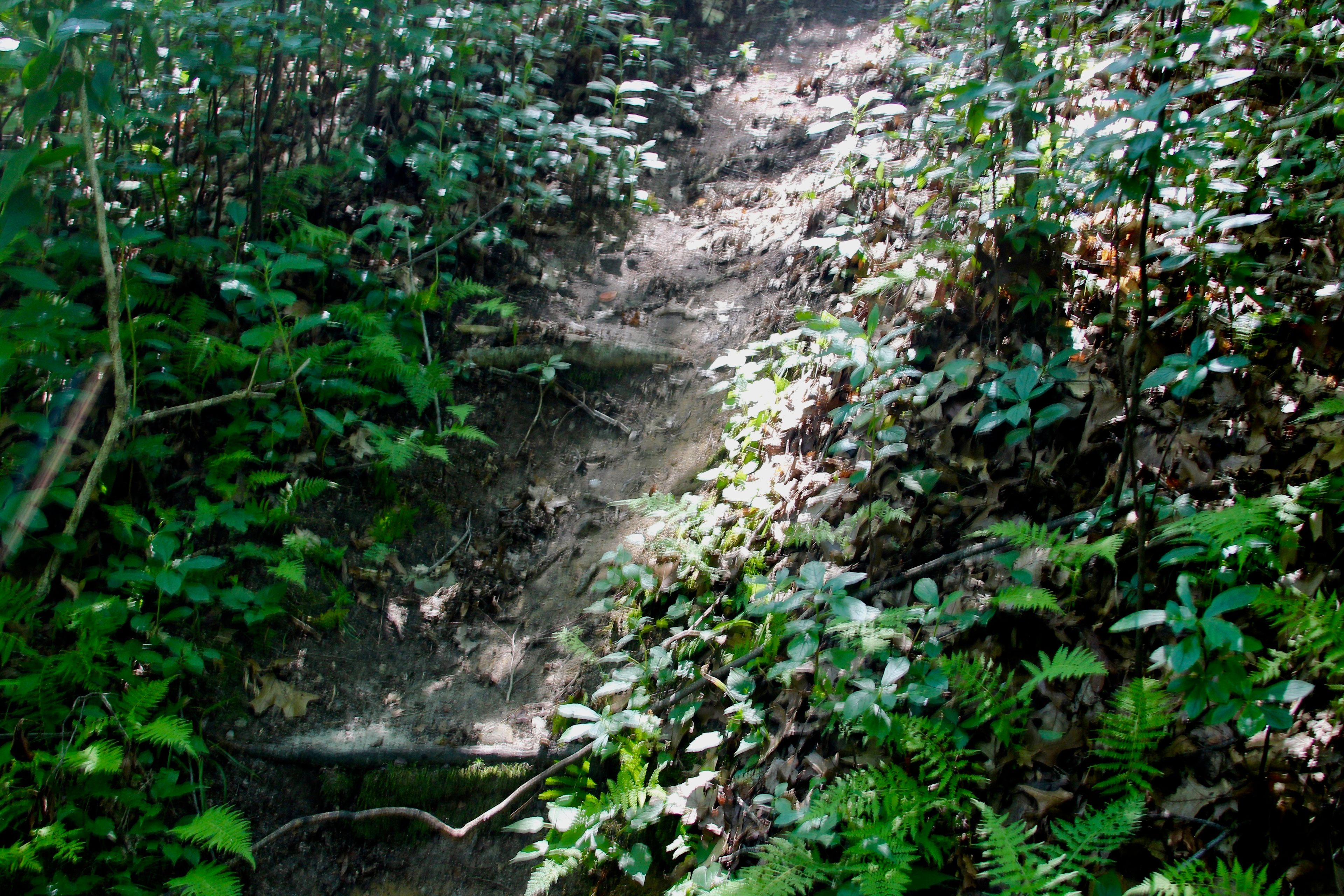 steep trail