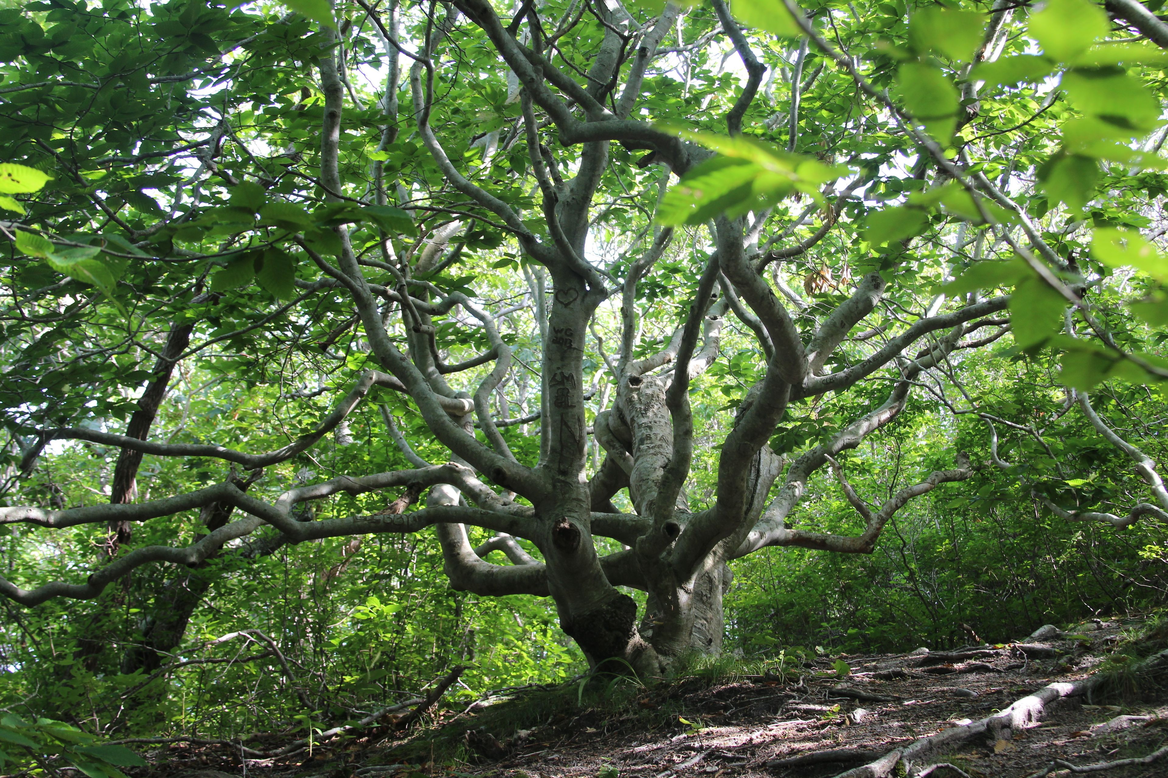 beech trees