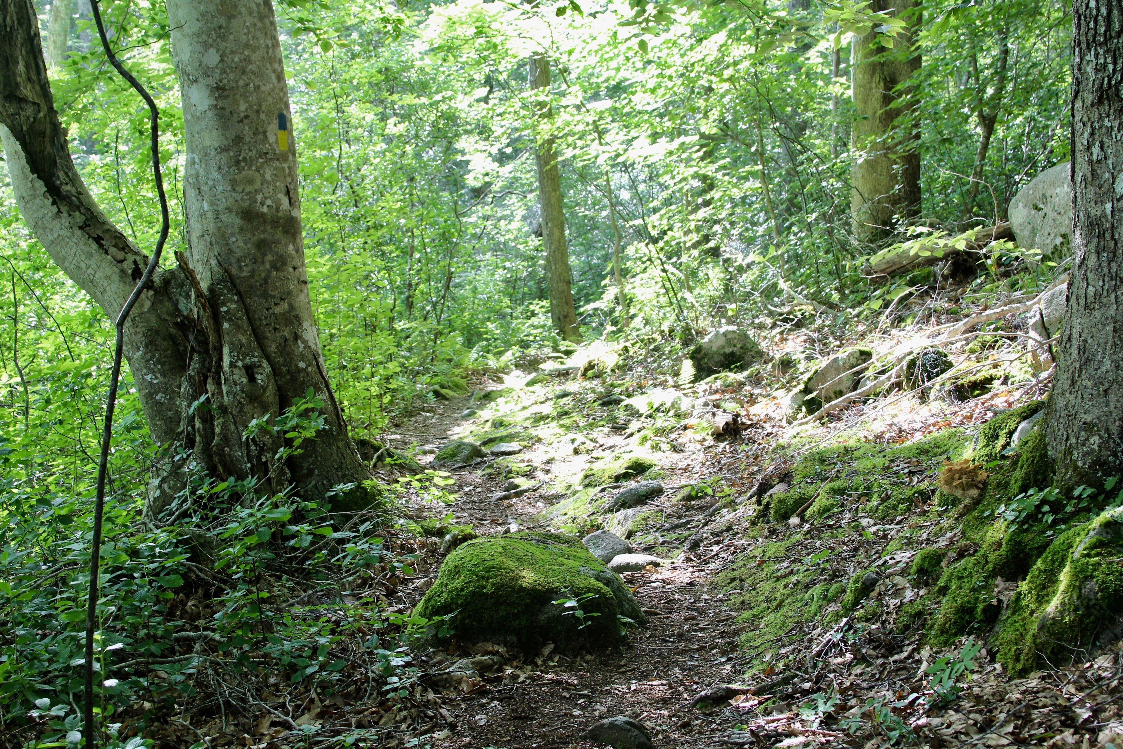 rocks along trail