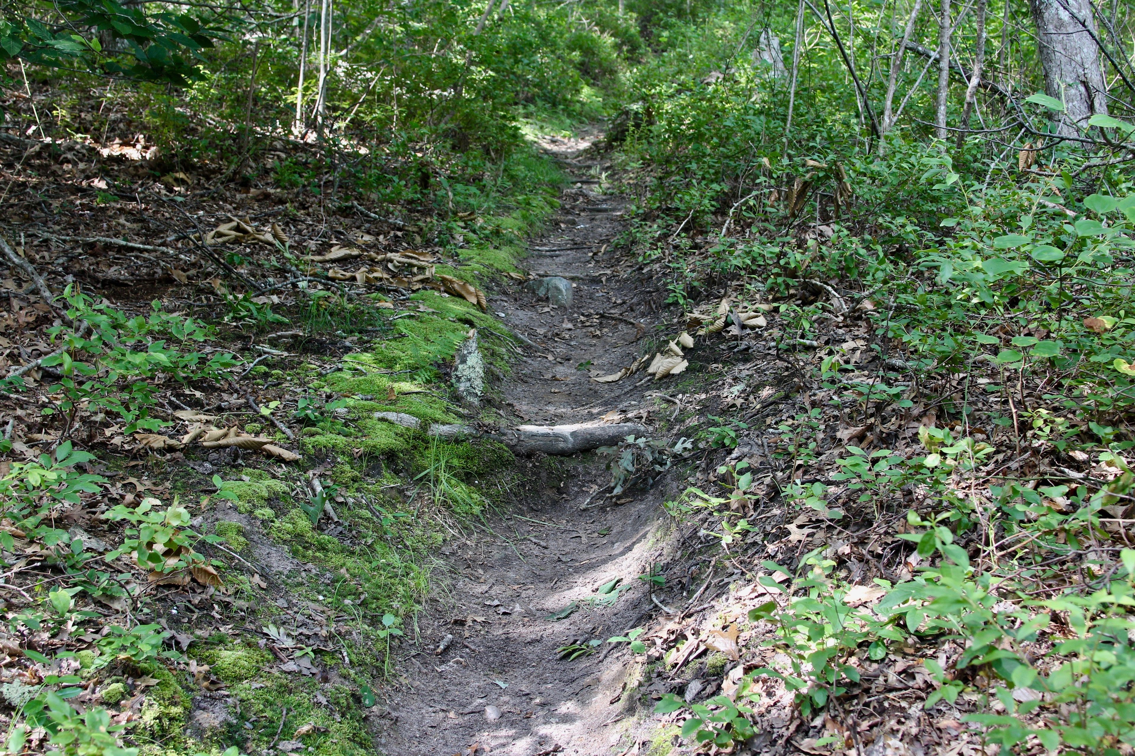 uphill from Northern end of White trail