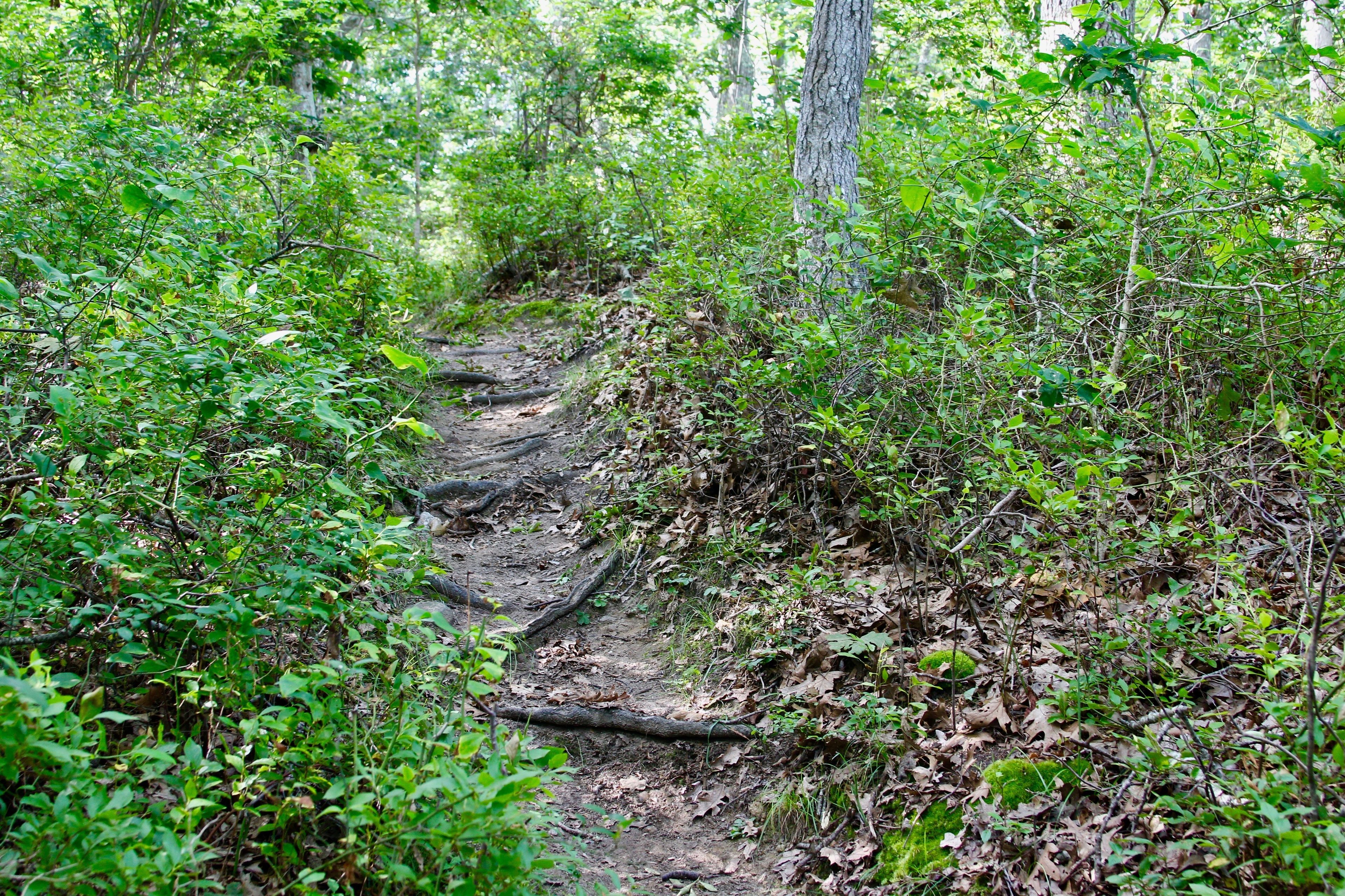 roots along trail