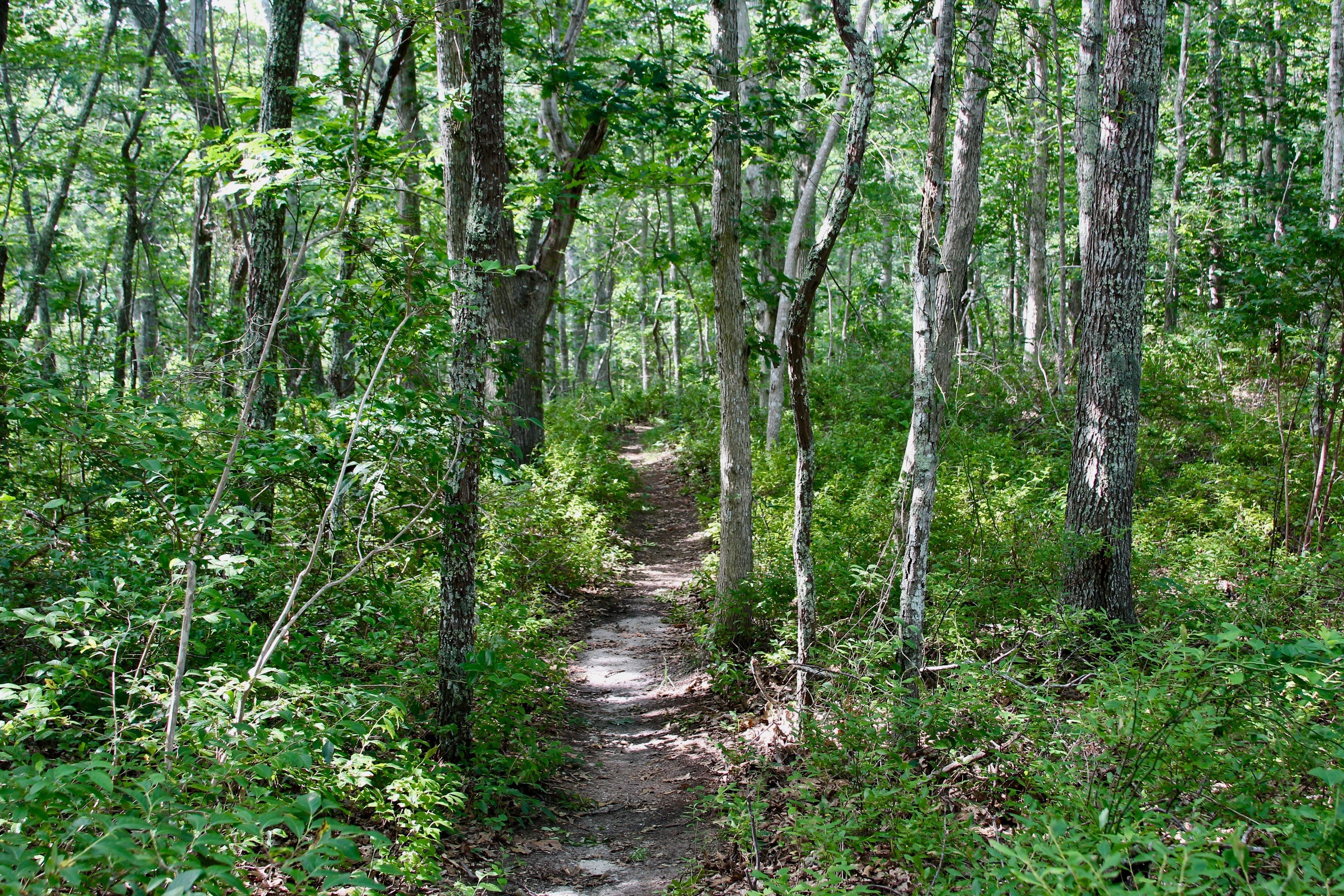 flatter woods trail at southern end