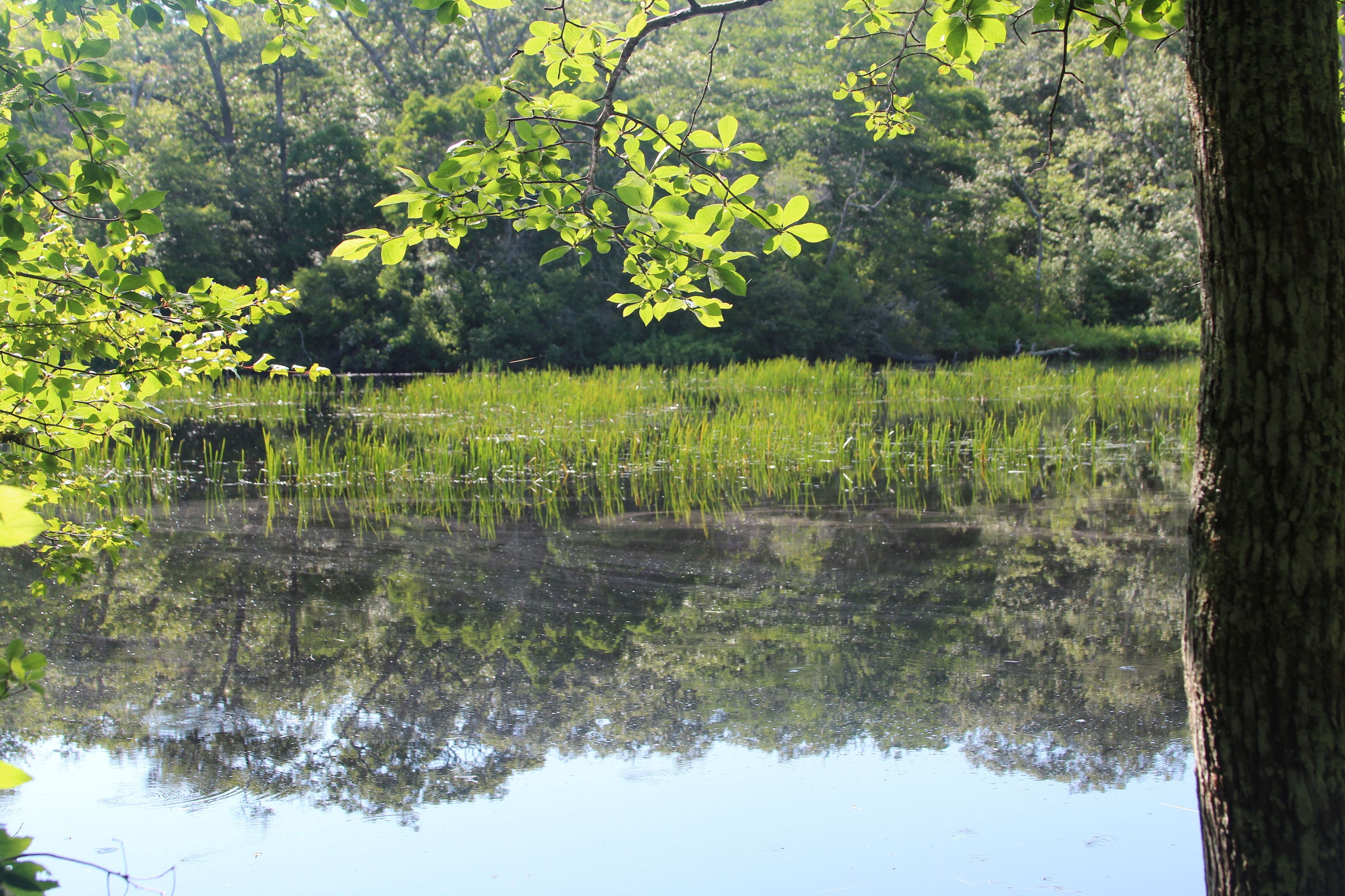 Ames Pond