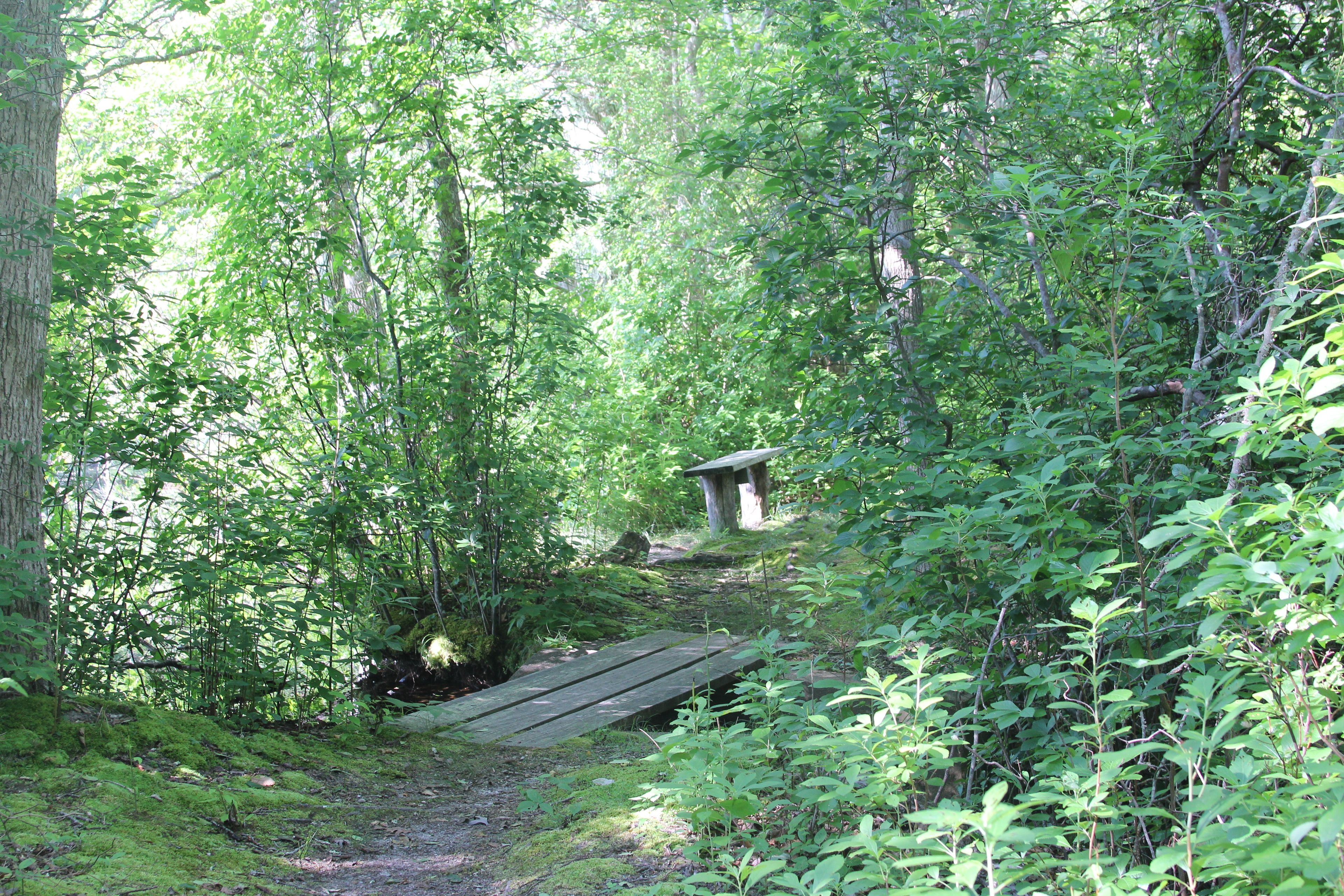 footbridge and bench