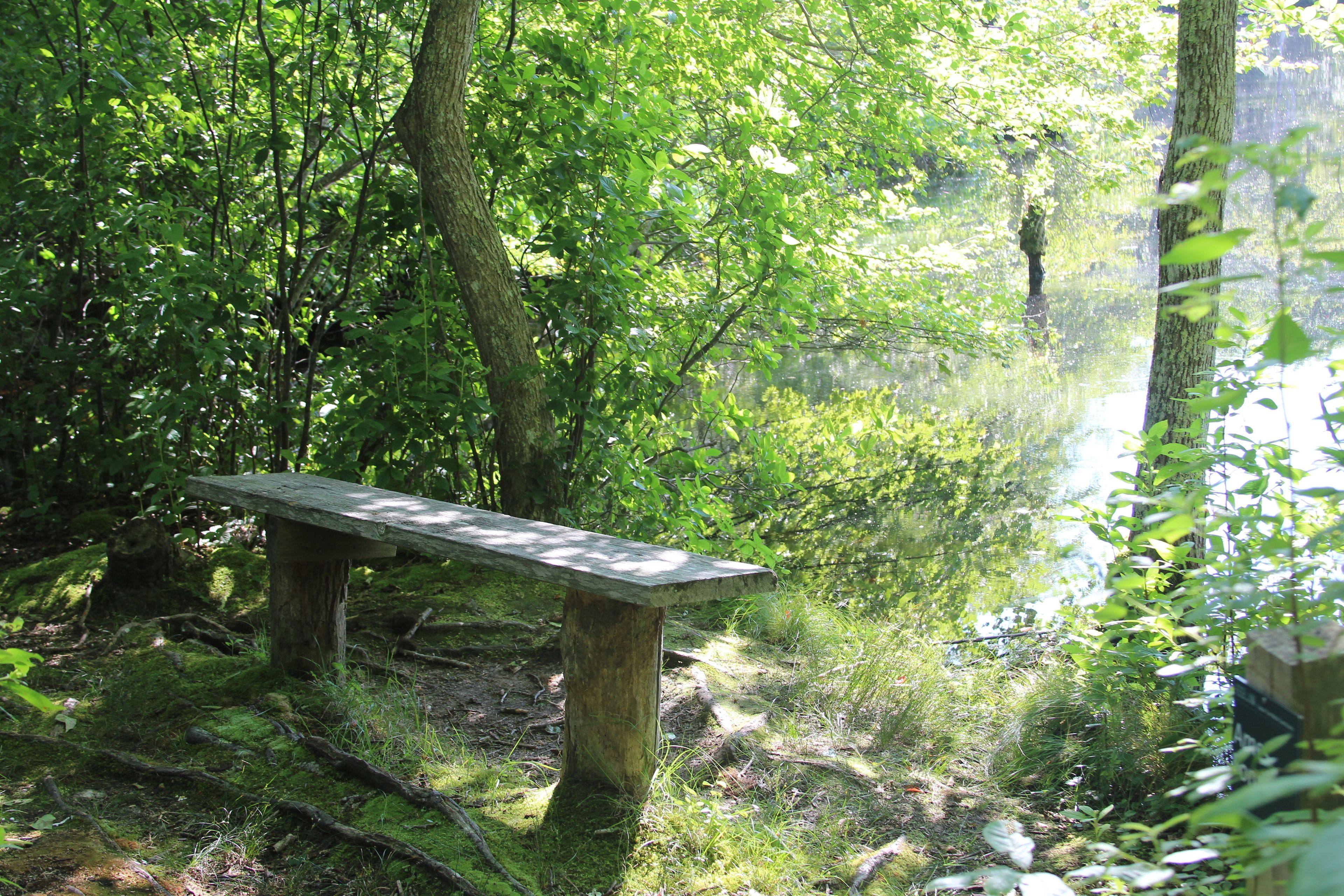 bench at pond