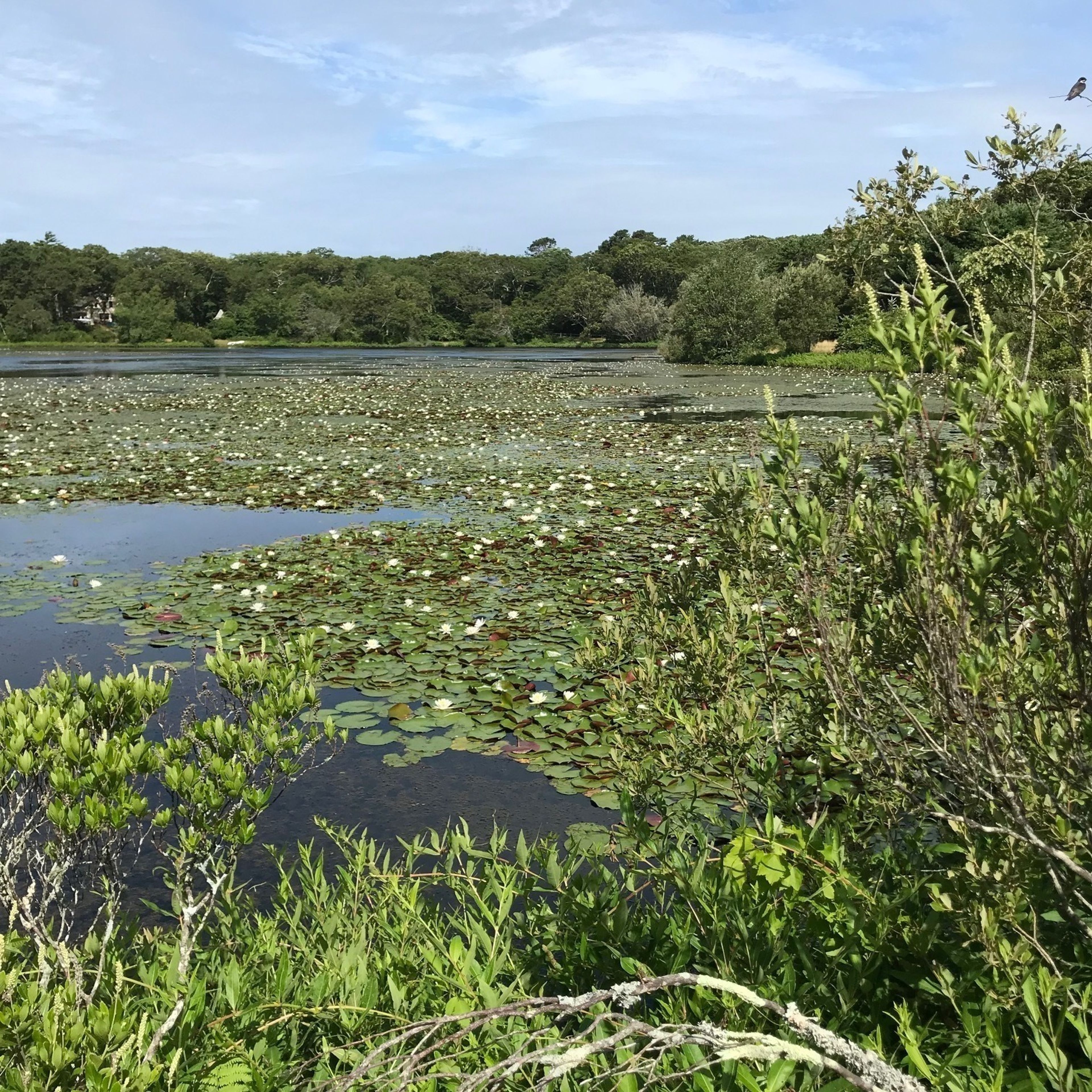 lily pads in summer