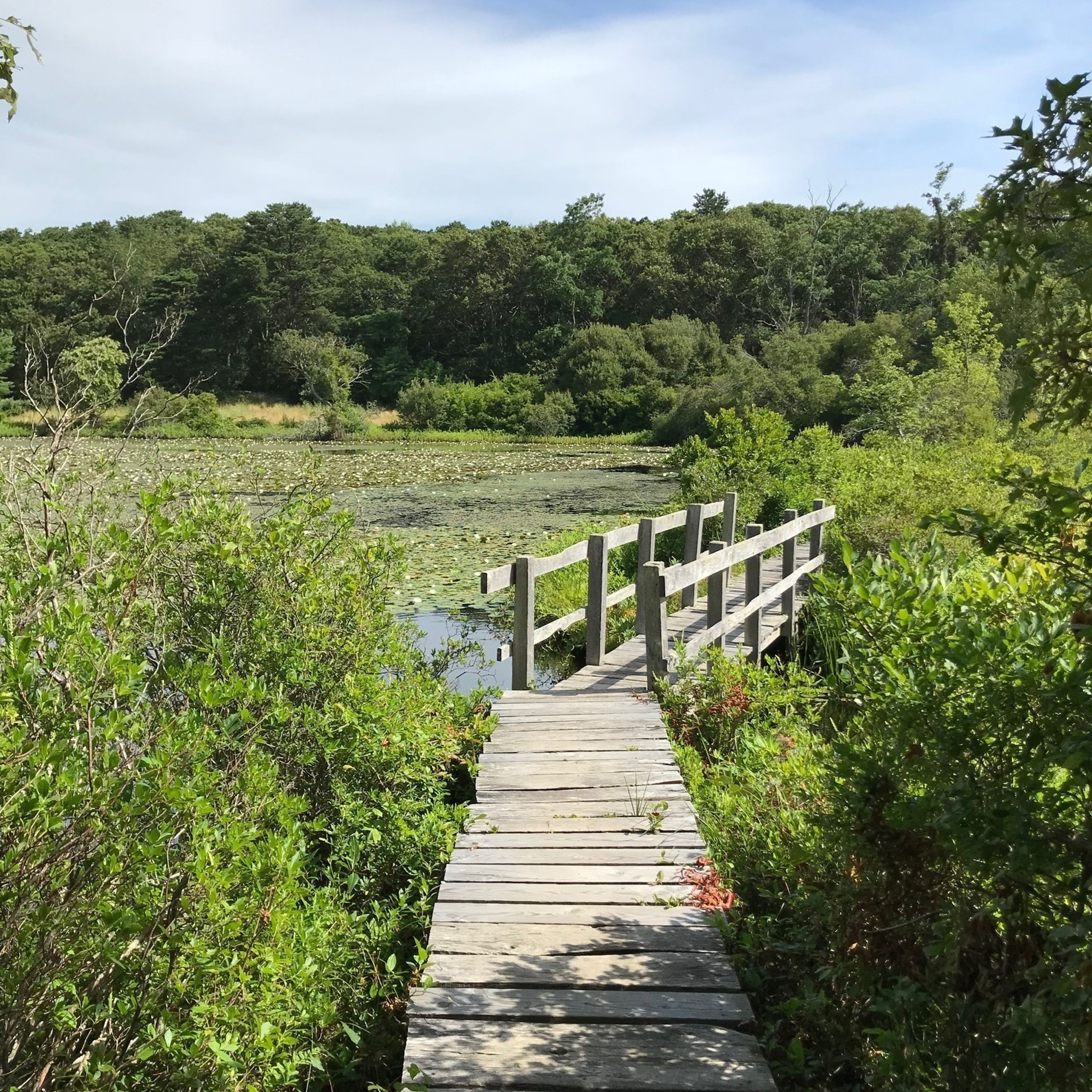 bridge over Duarte's Pond