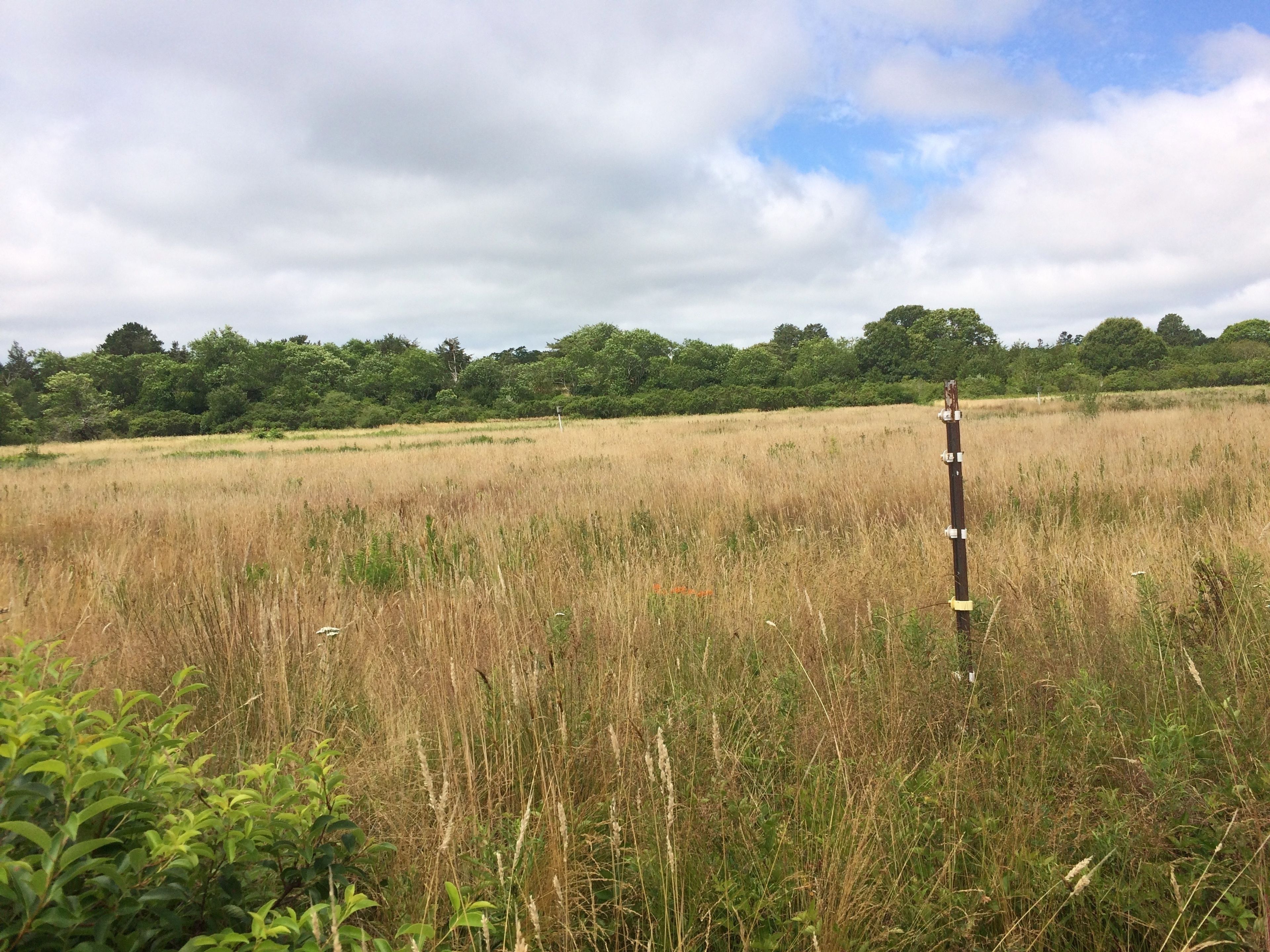 field view from trail