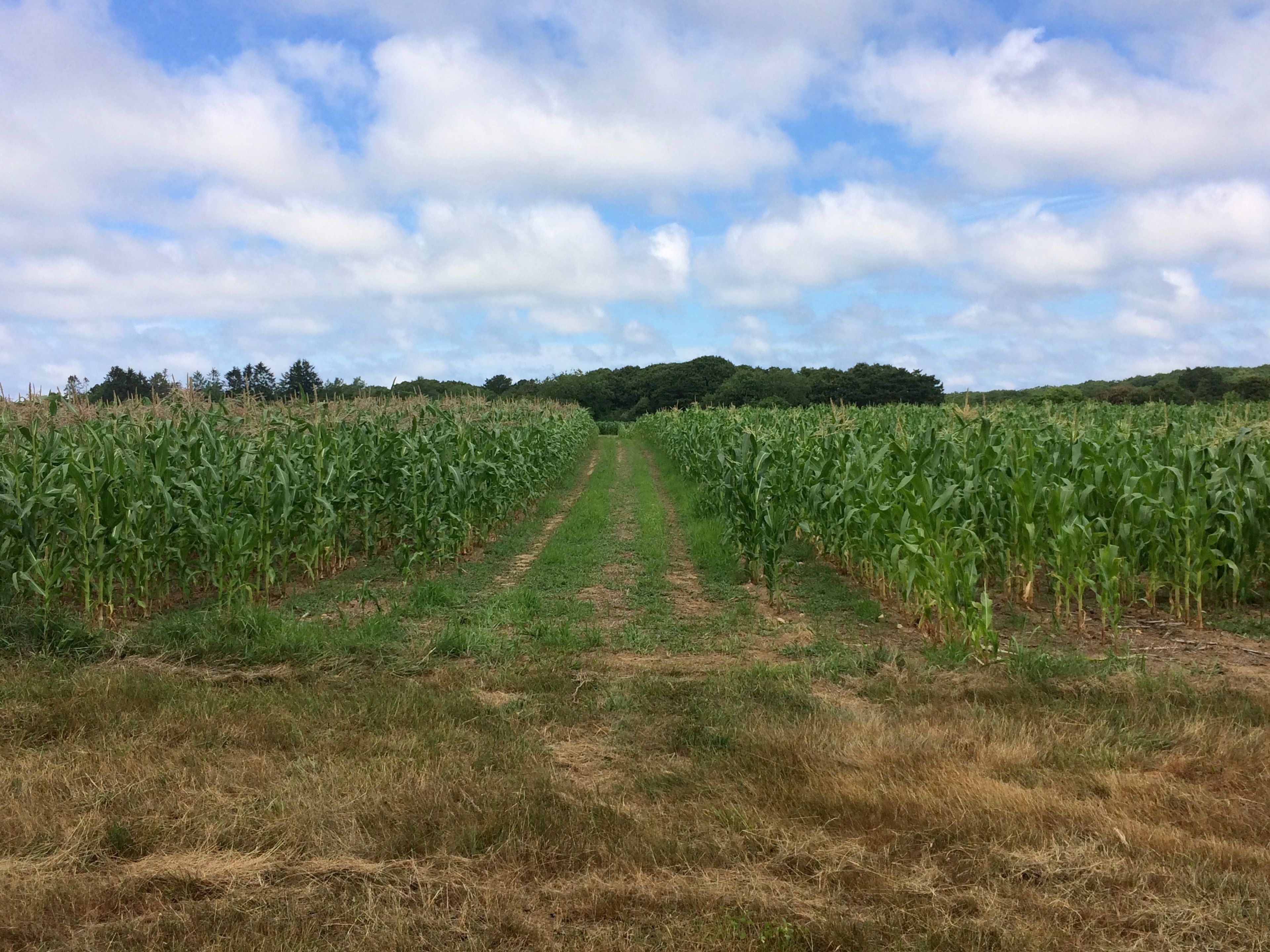 corn field