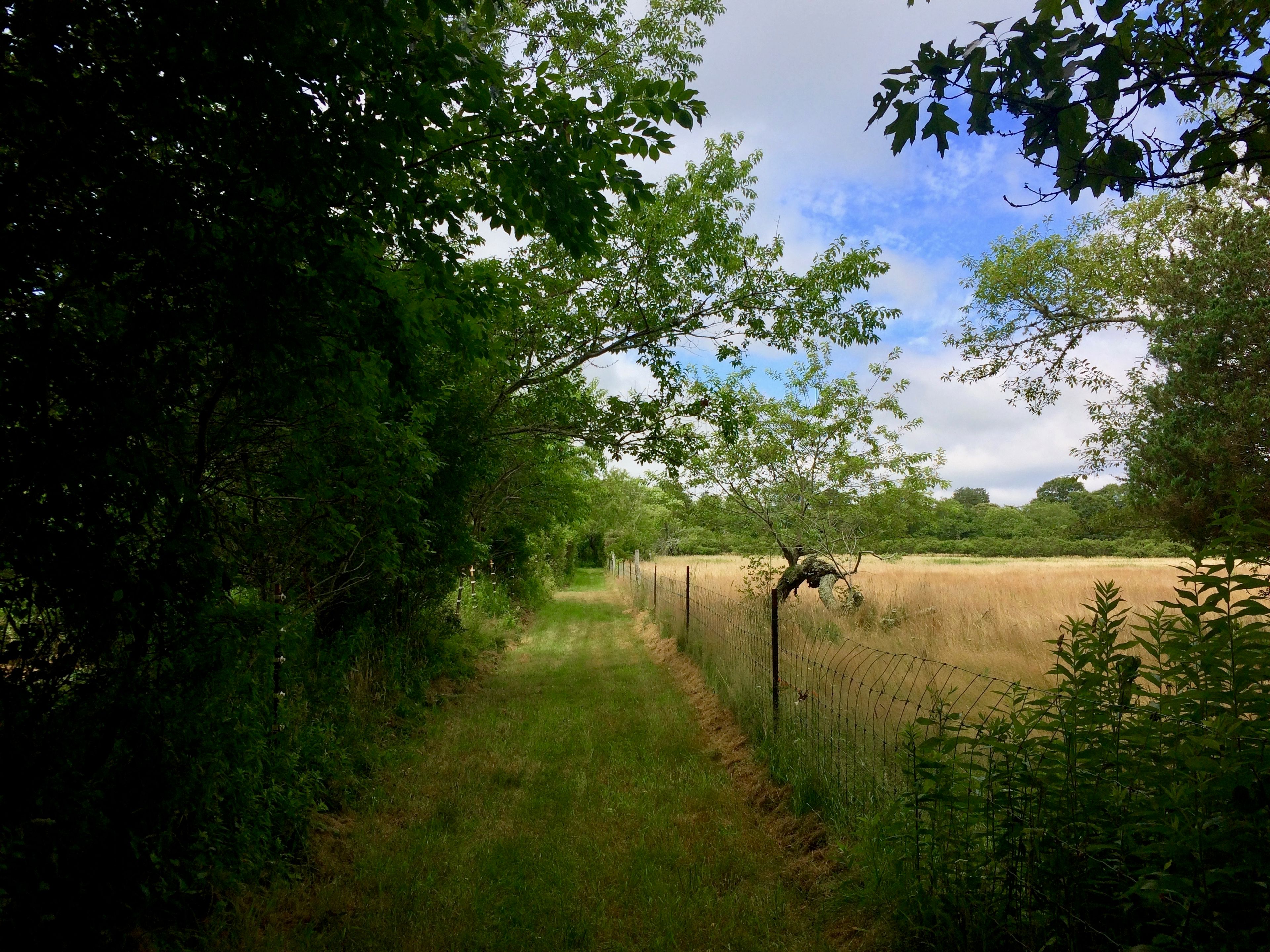 grassy trail