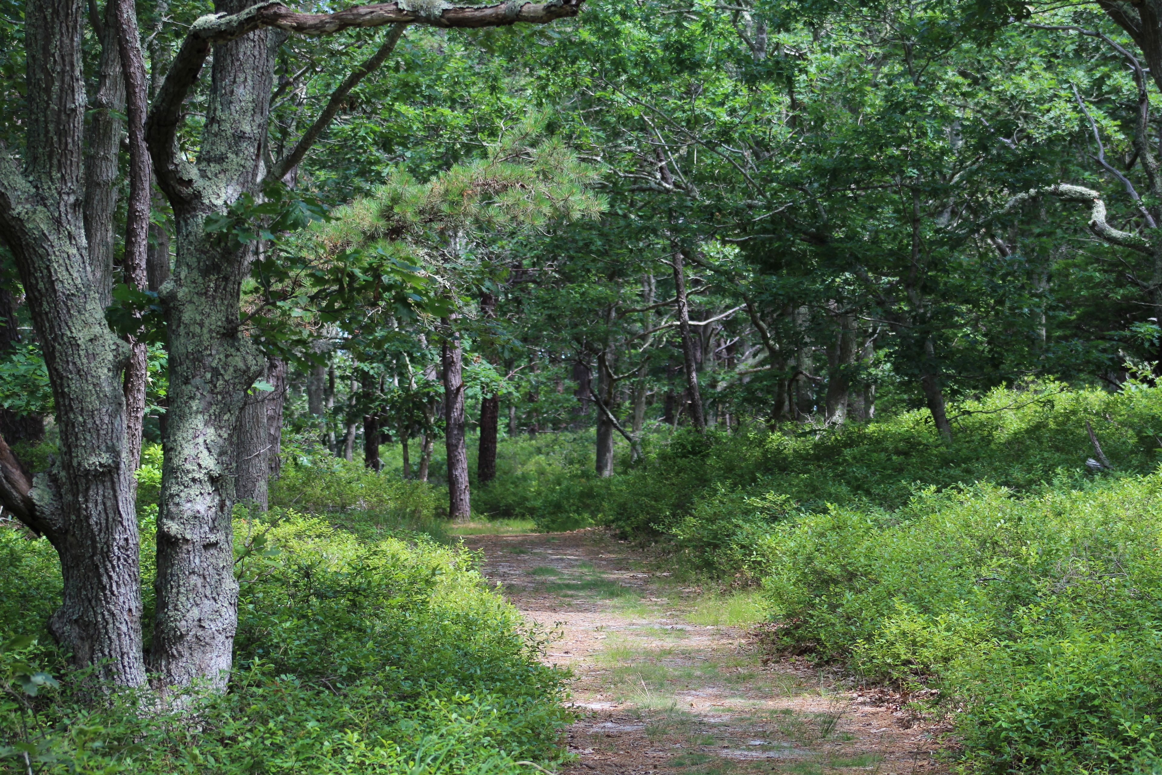 woods trail