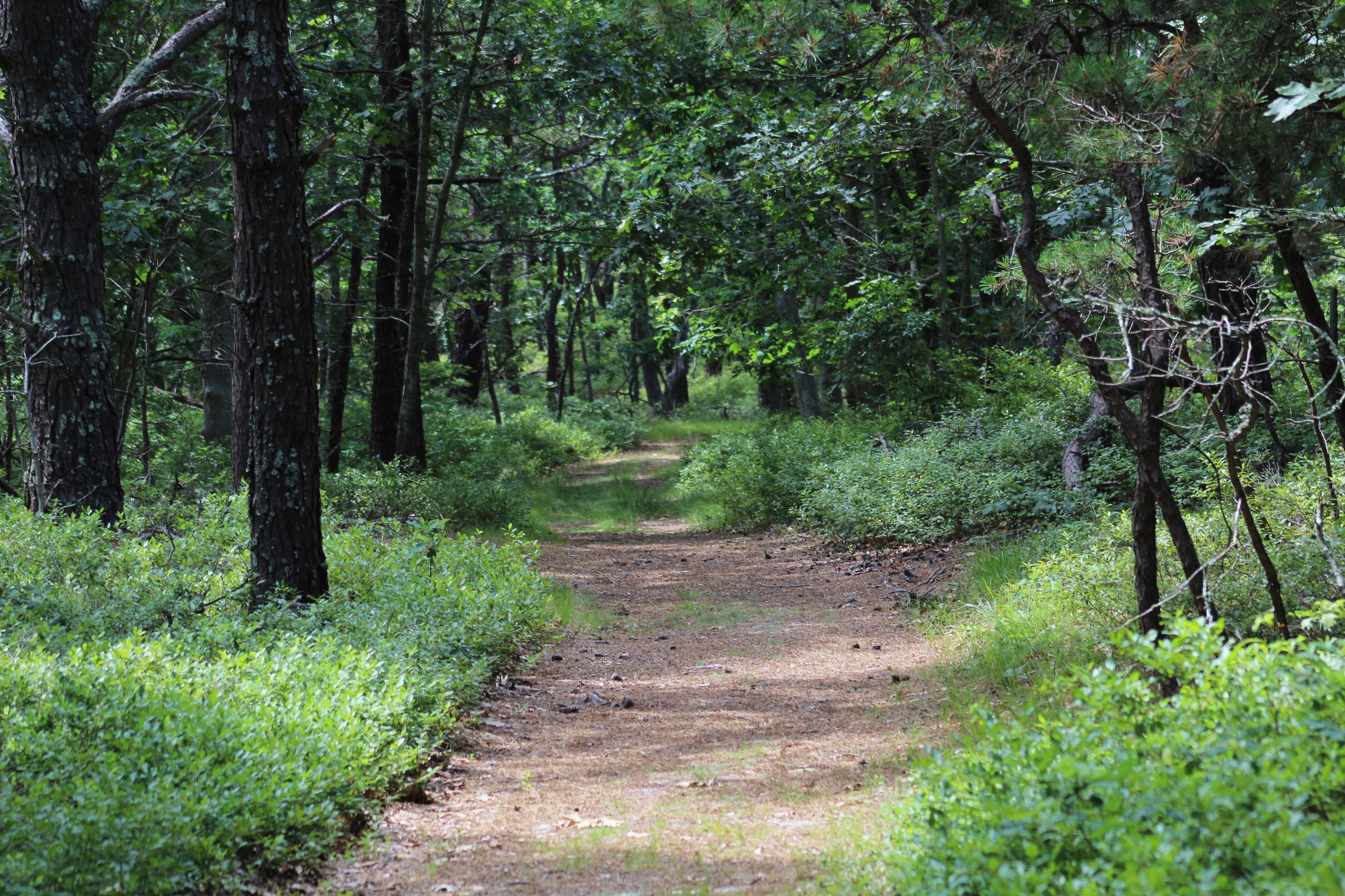 woods trail