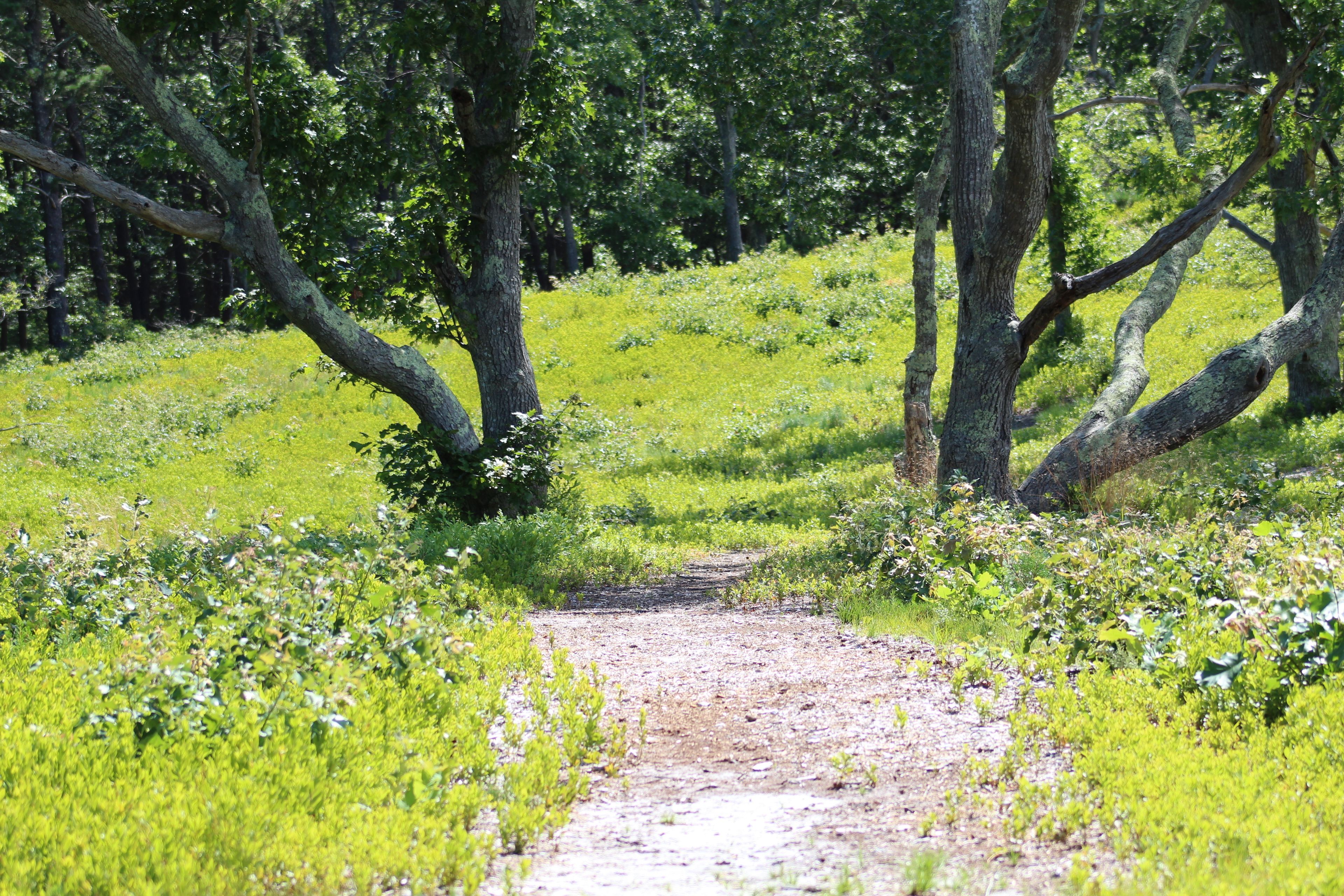 wood chip trail