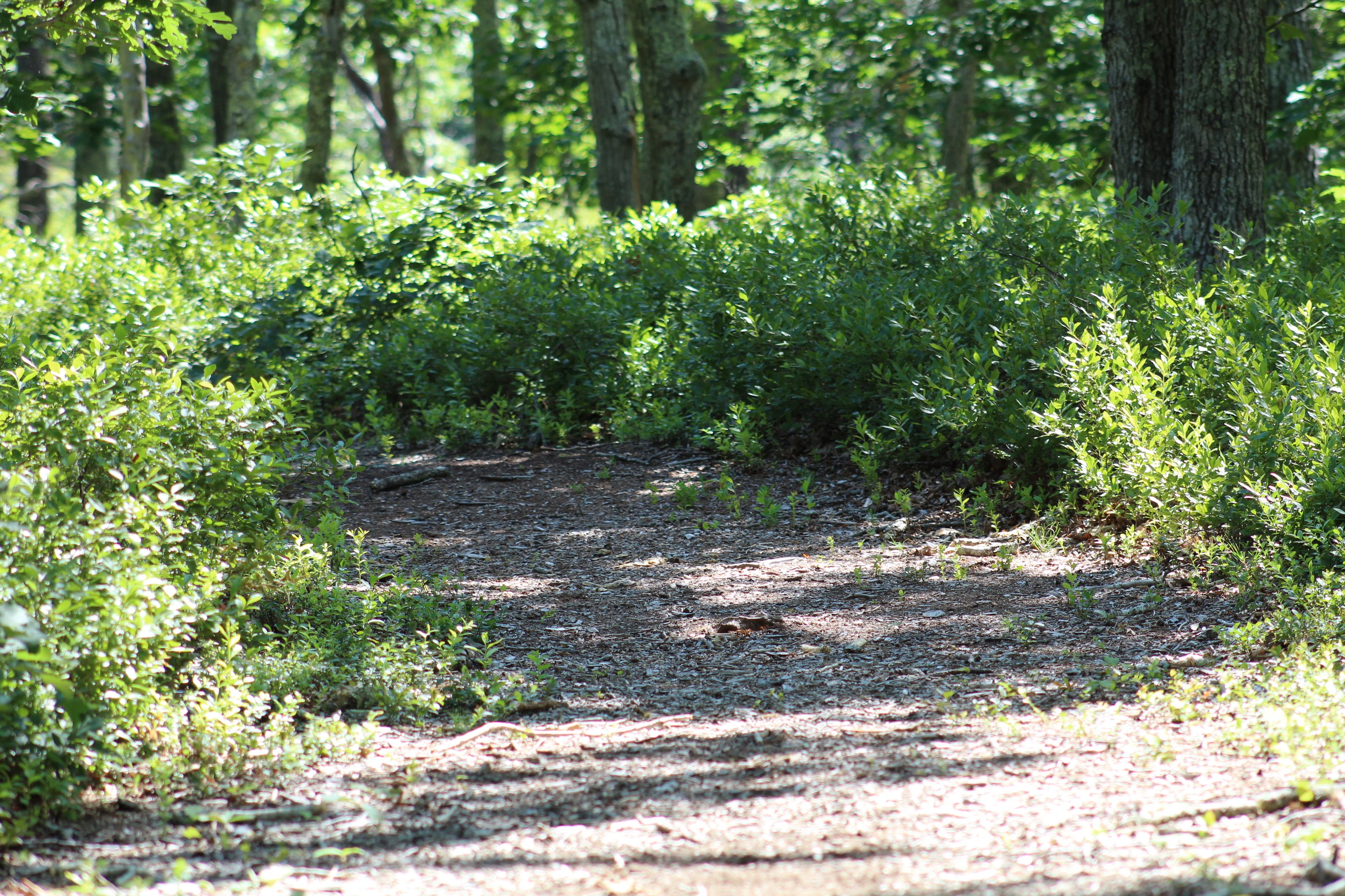 wood chip trail