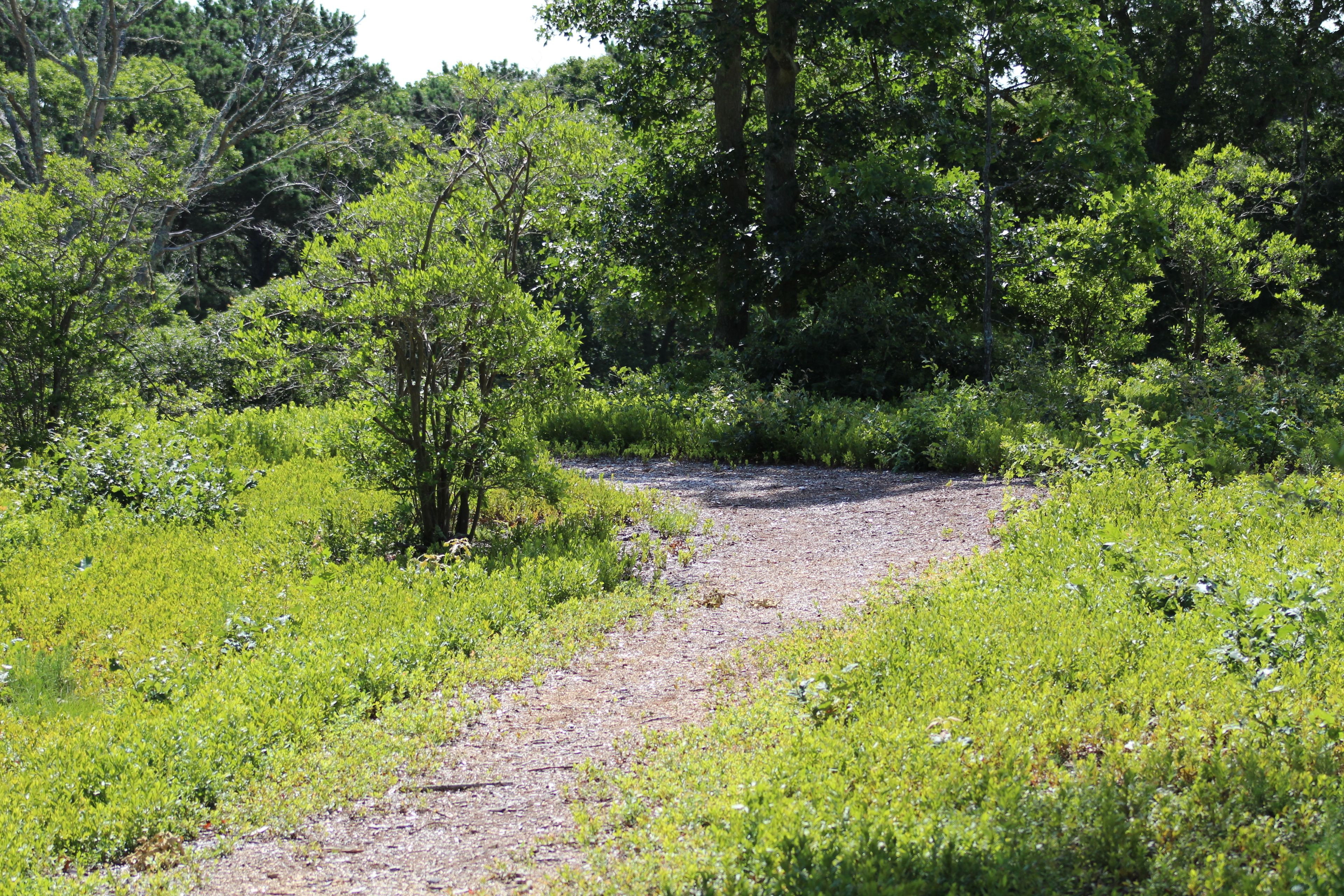 wood chip trail