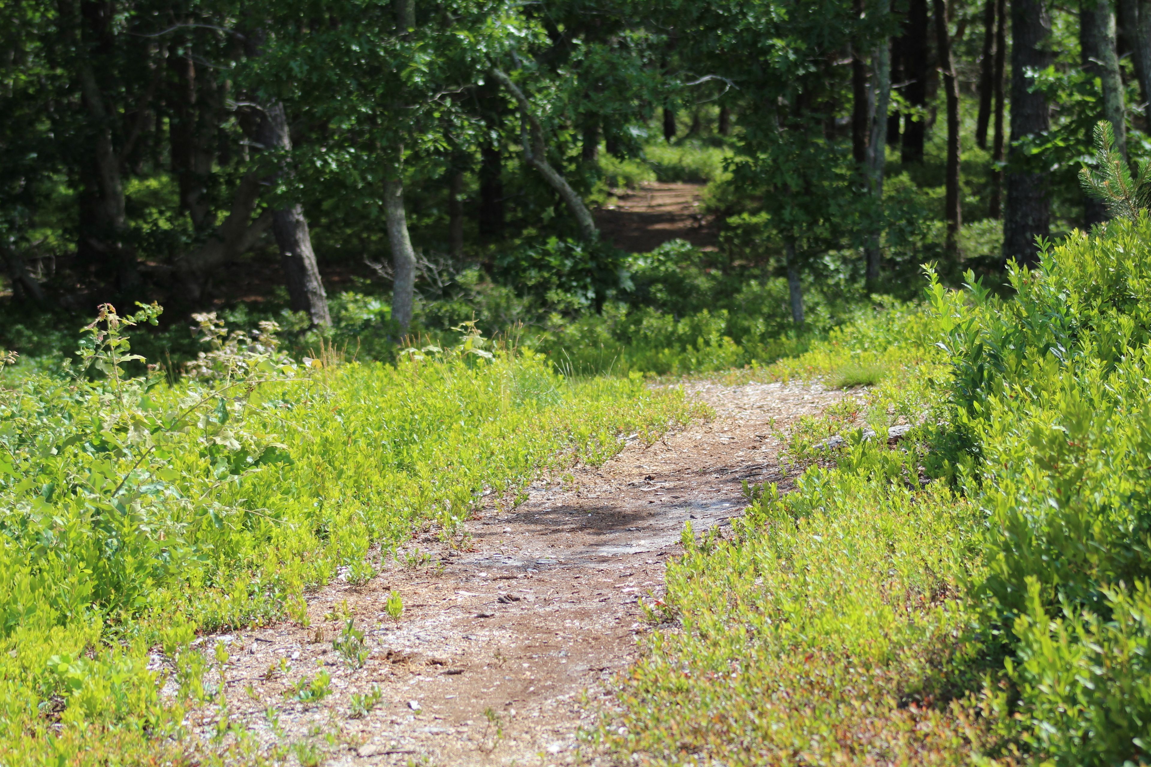 woods trail