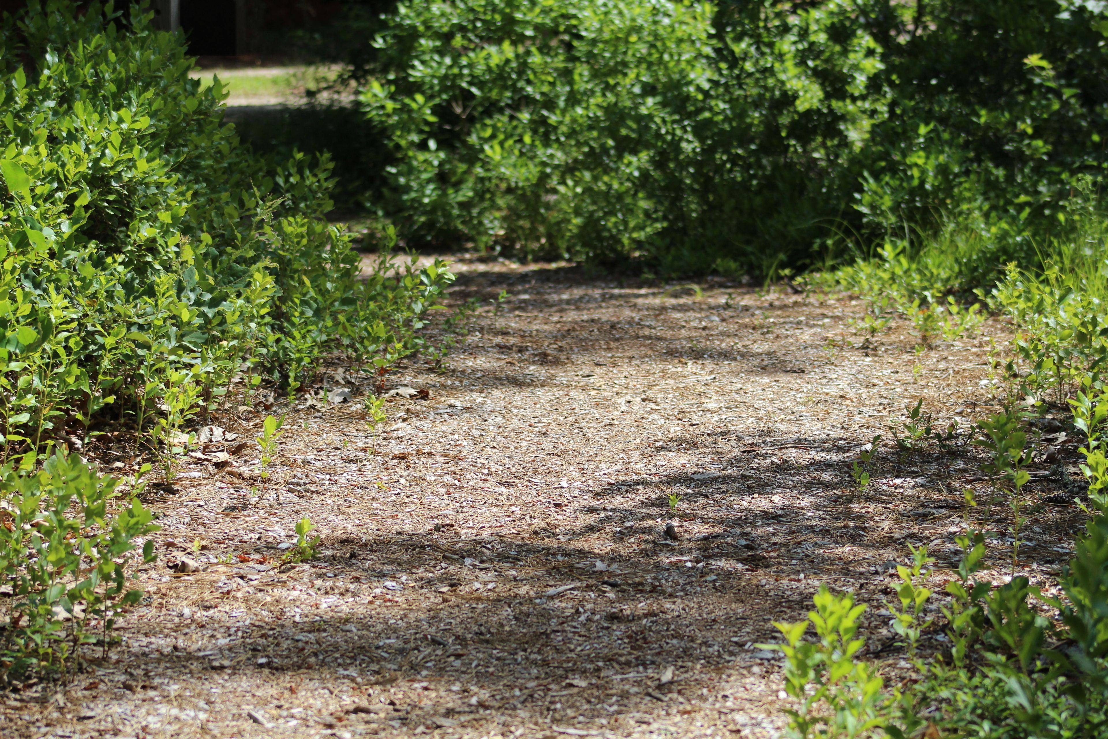 wood chip trail