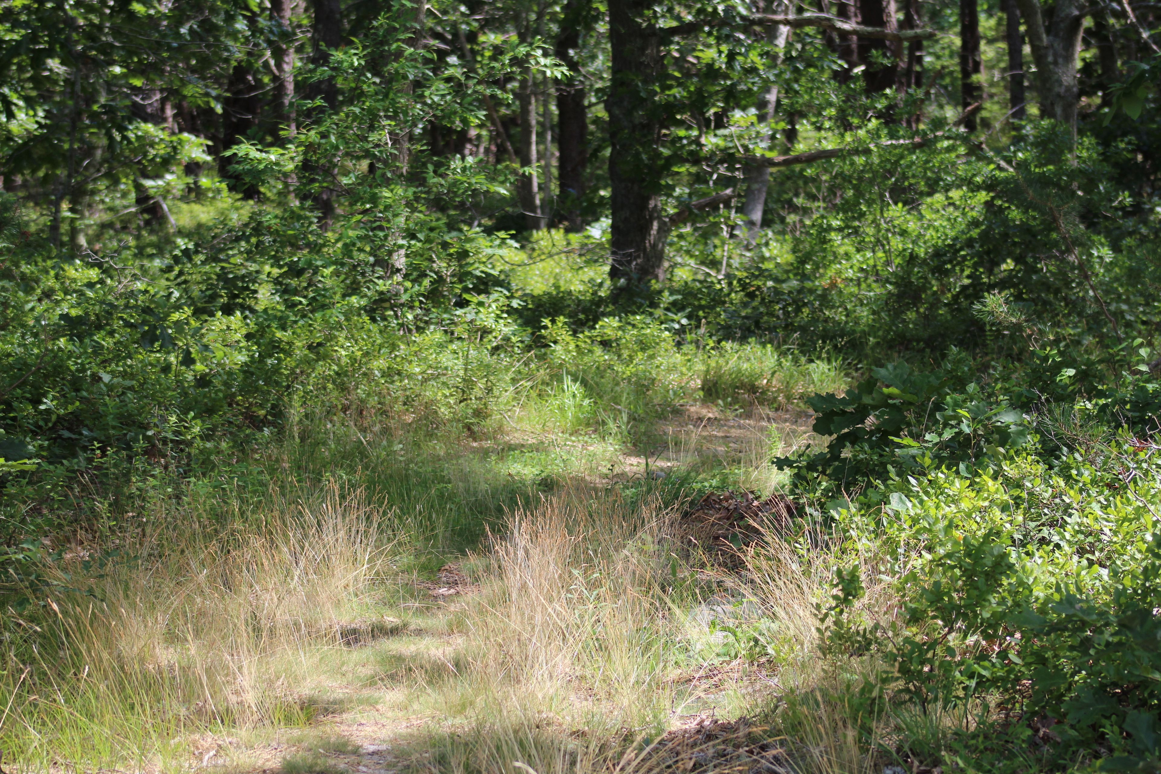 grassy path