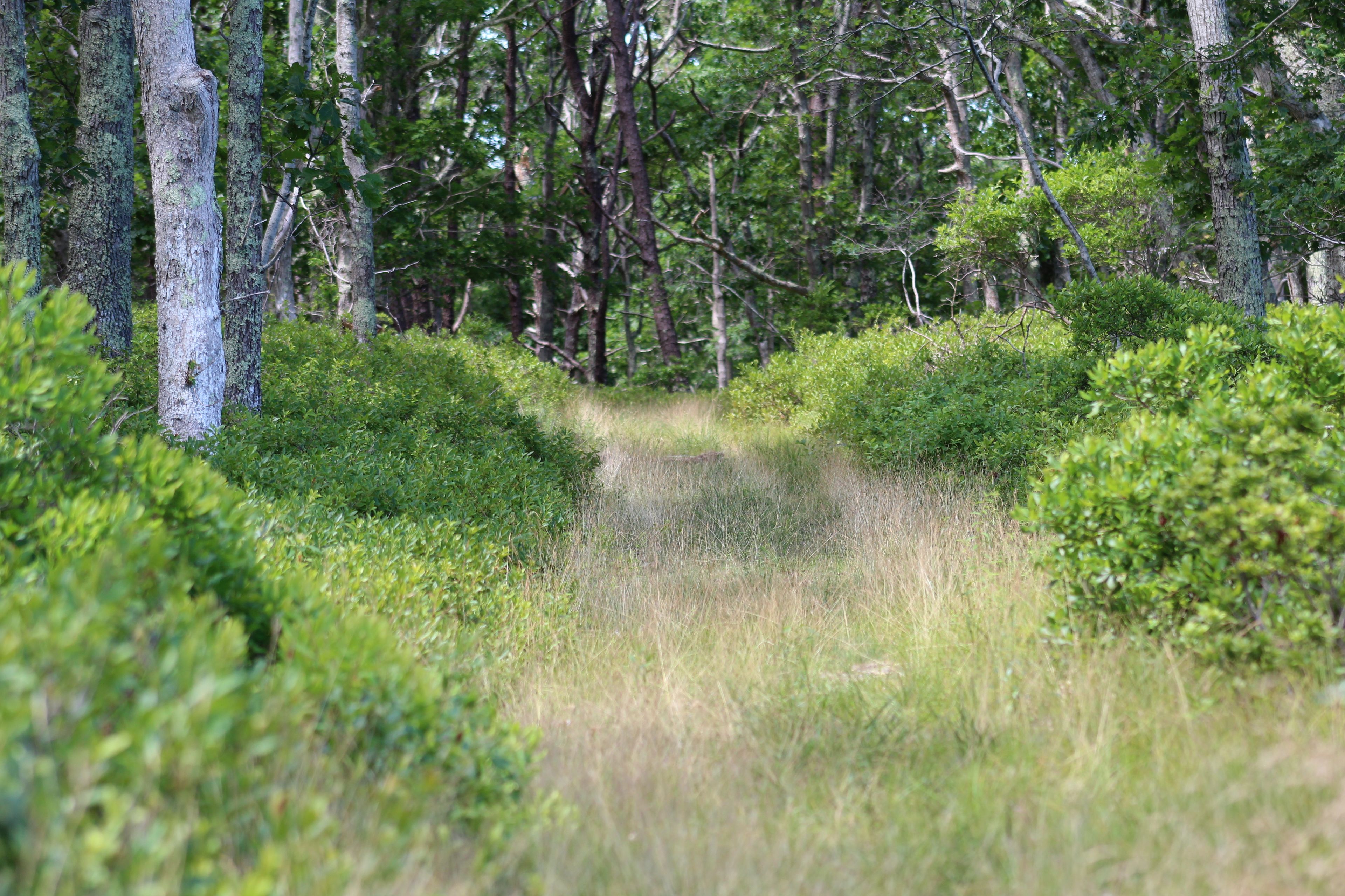 grassy path