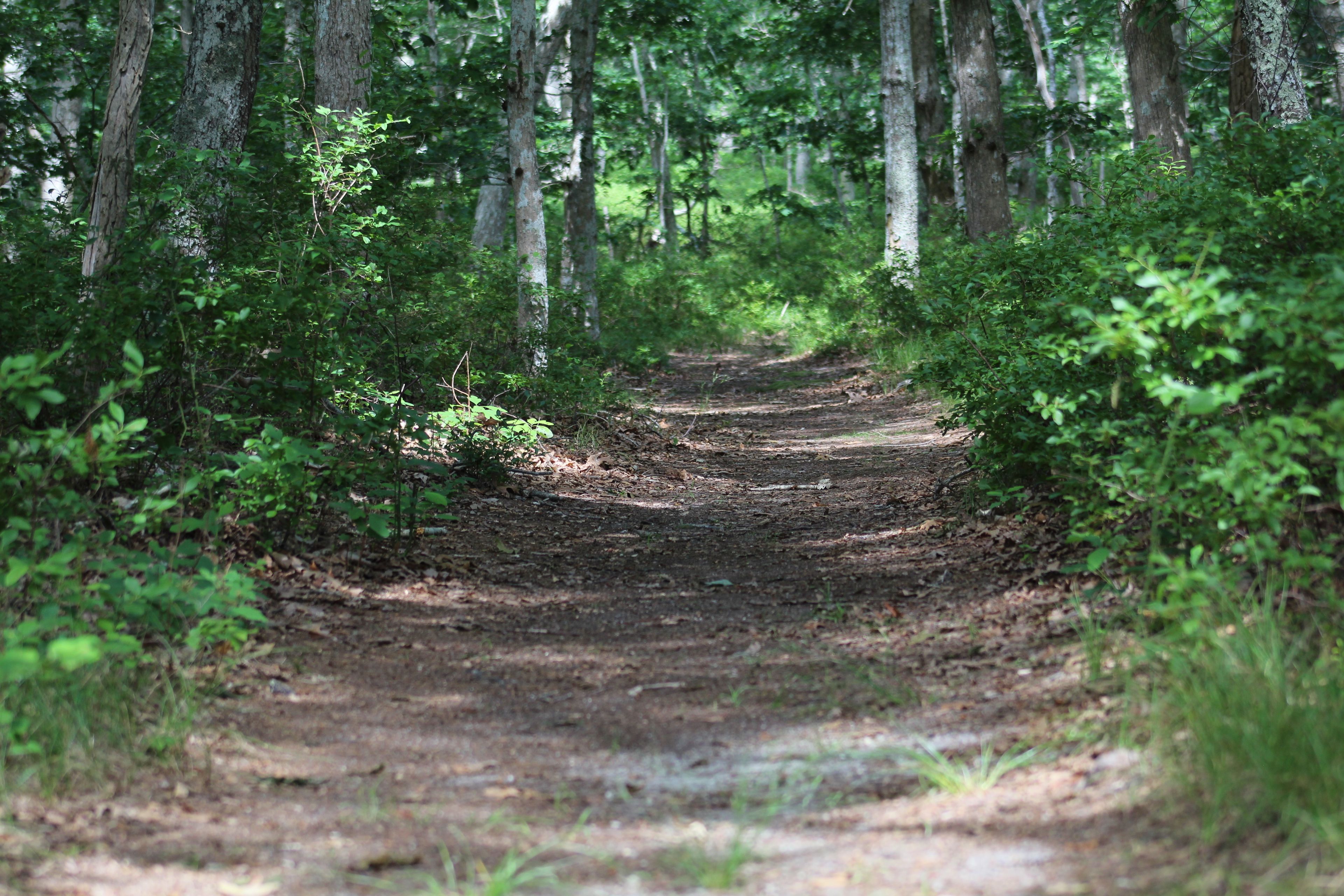 woods trail