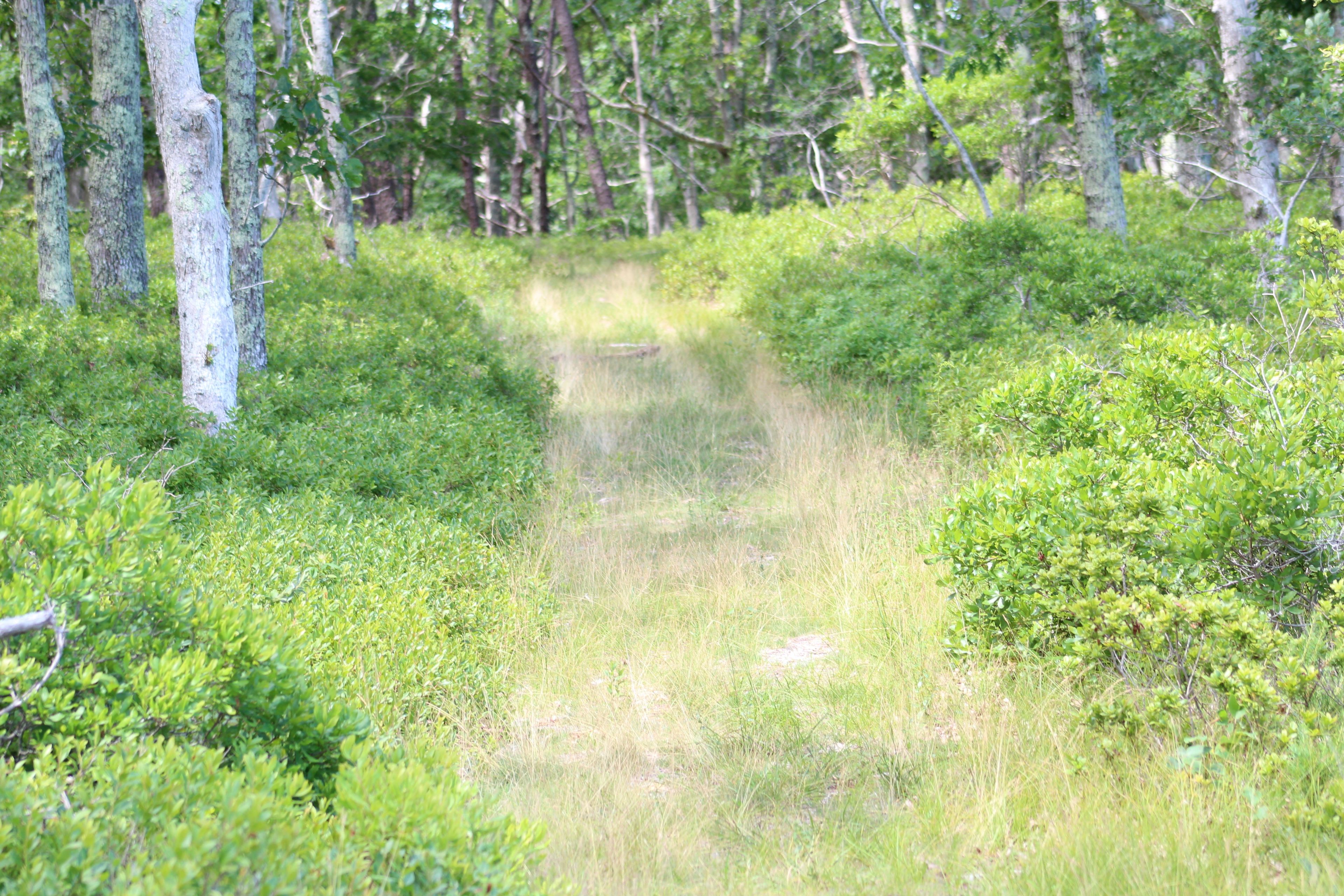 grassy path