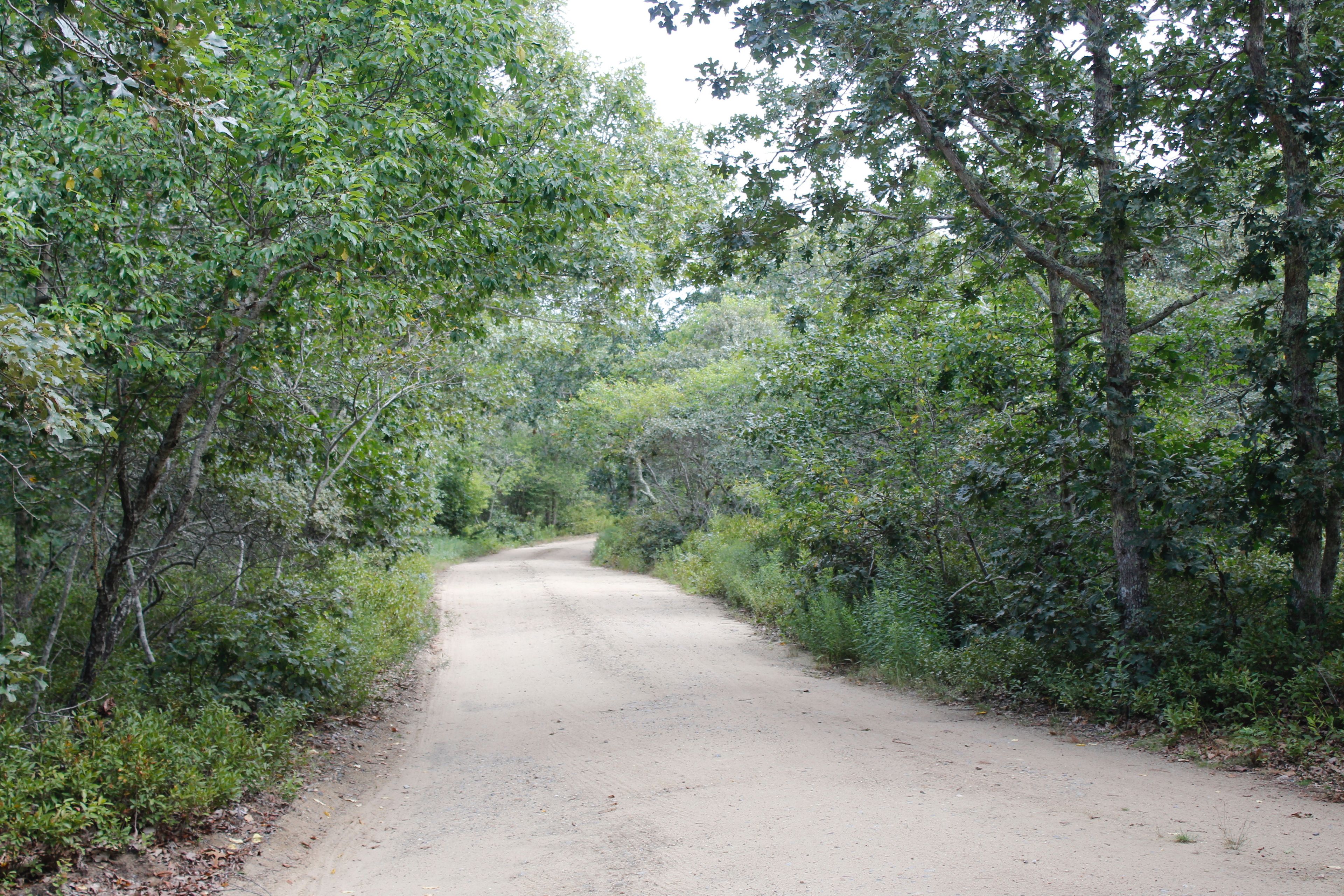 Clam Point Road in summer