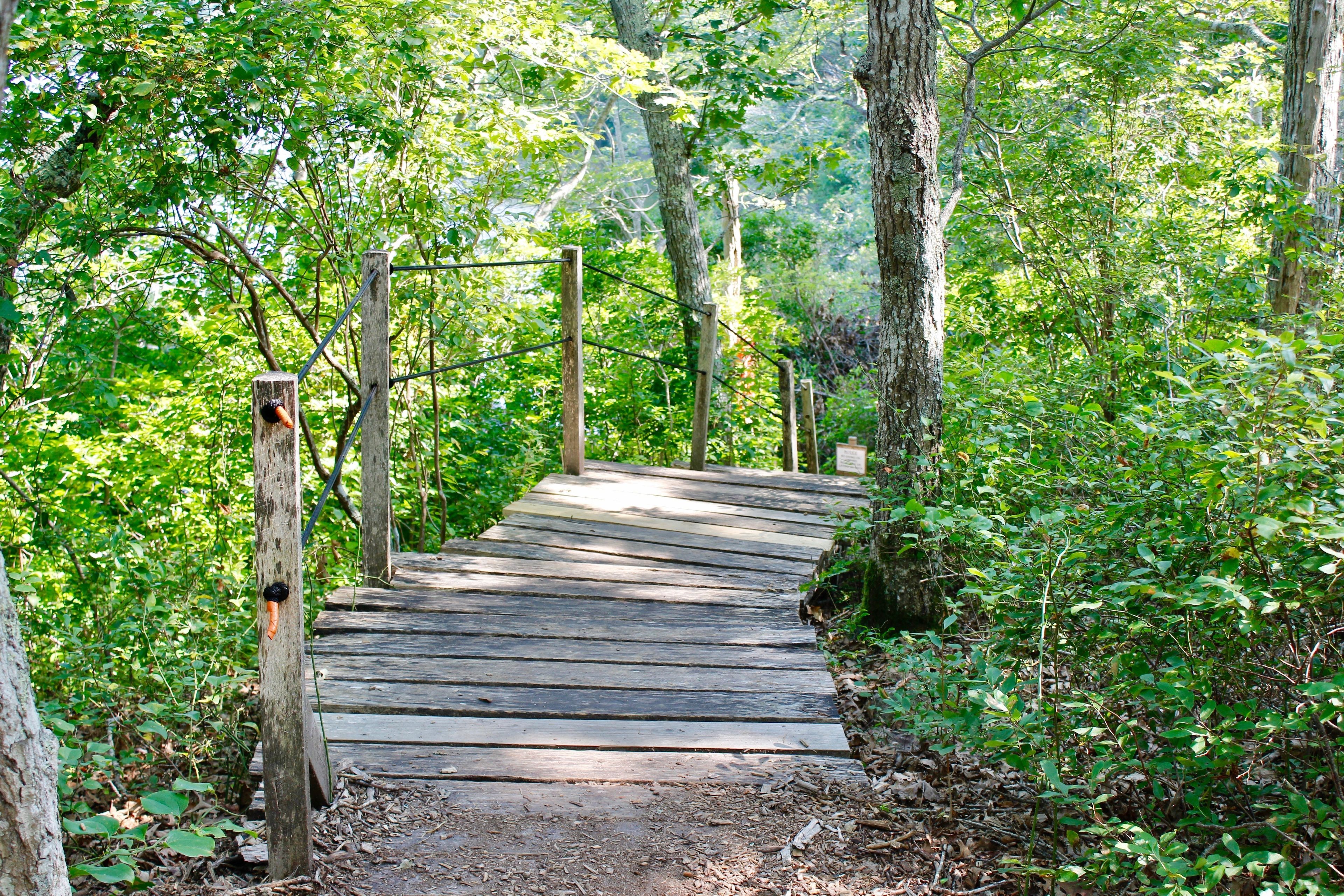 leading down to Ice House Pond