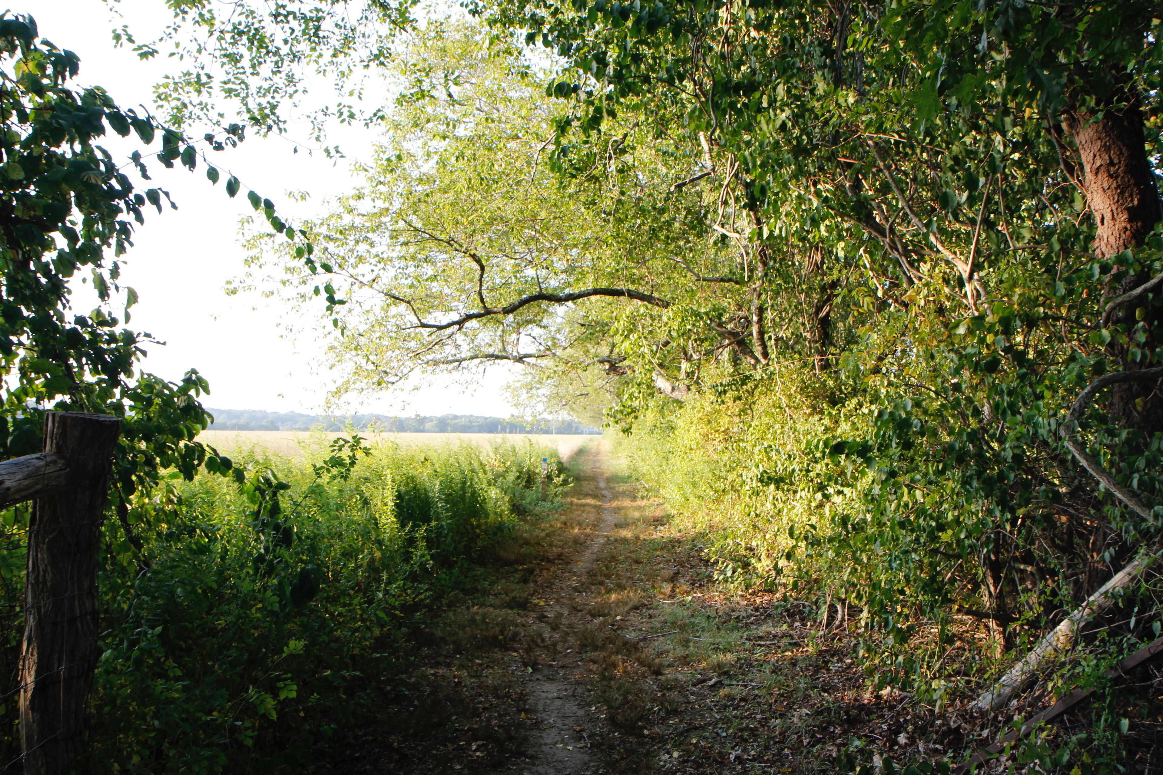 leaving woods to go back to field