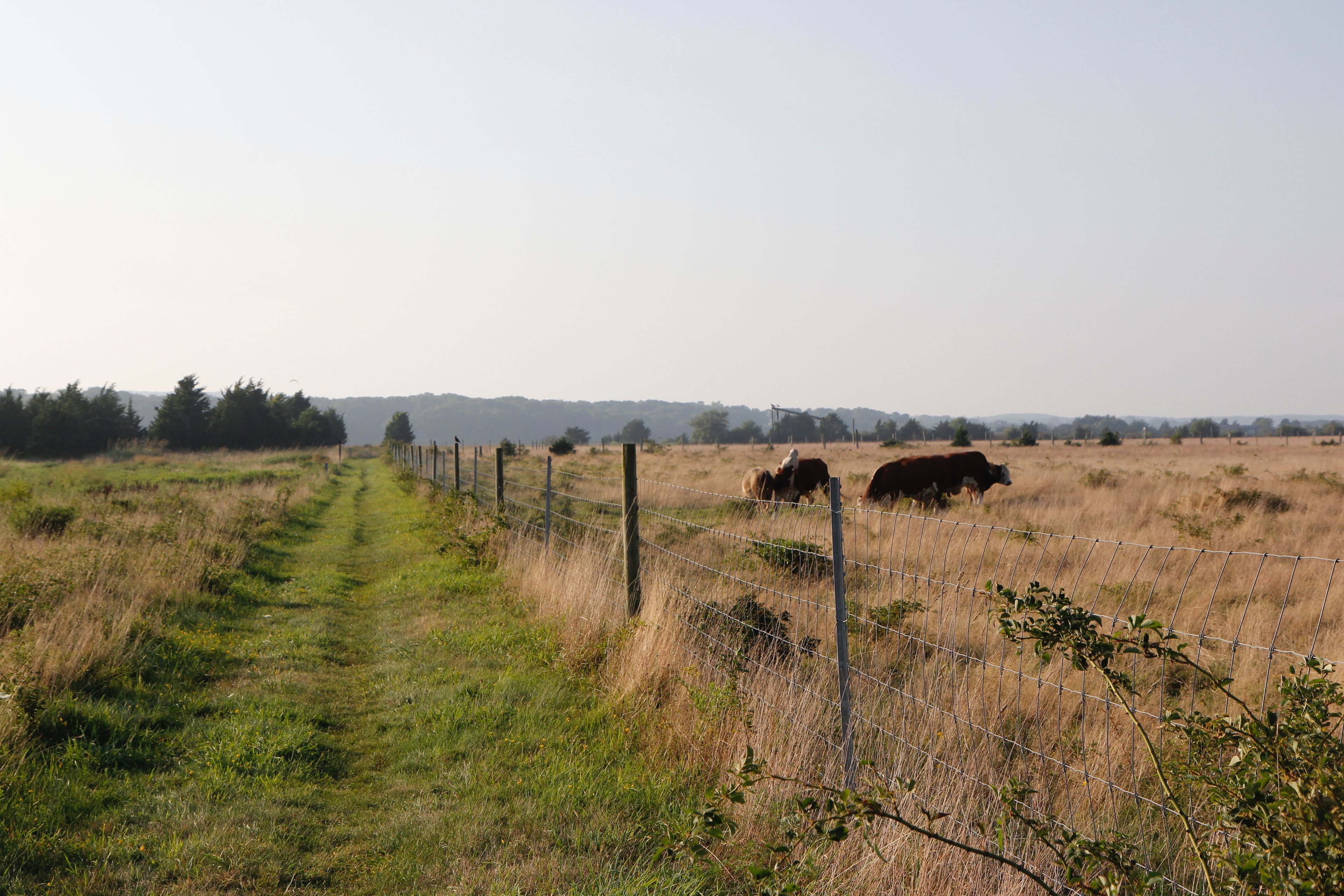 path alongside Pond and field