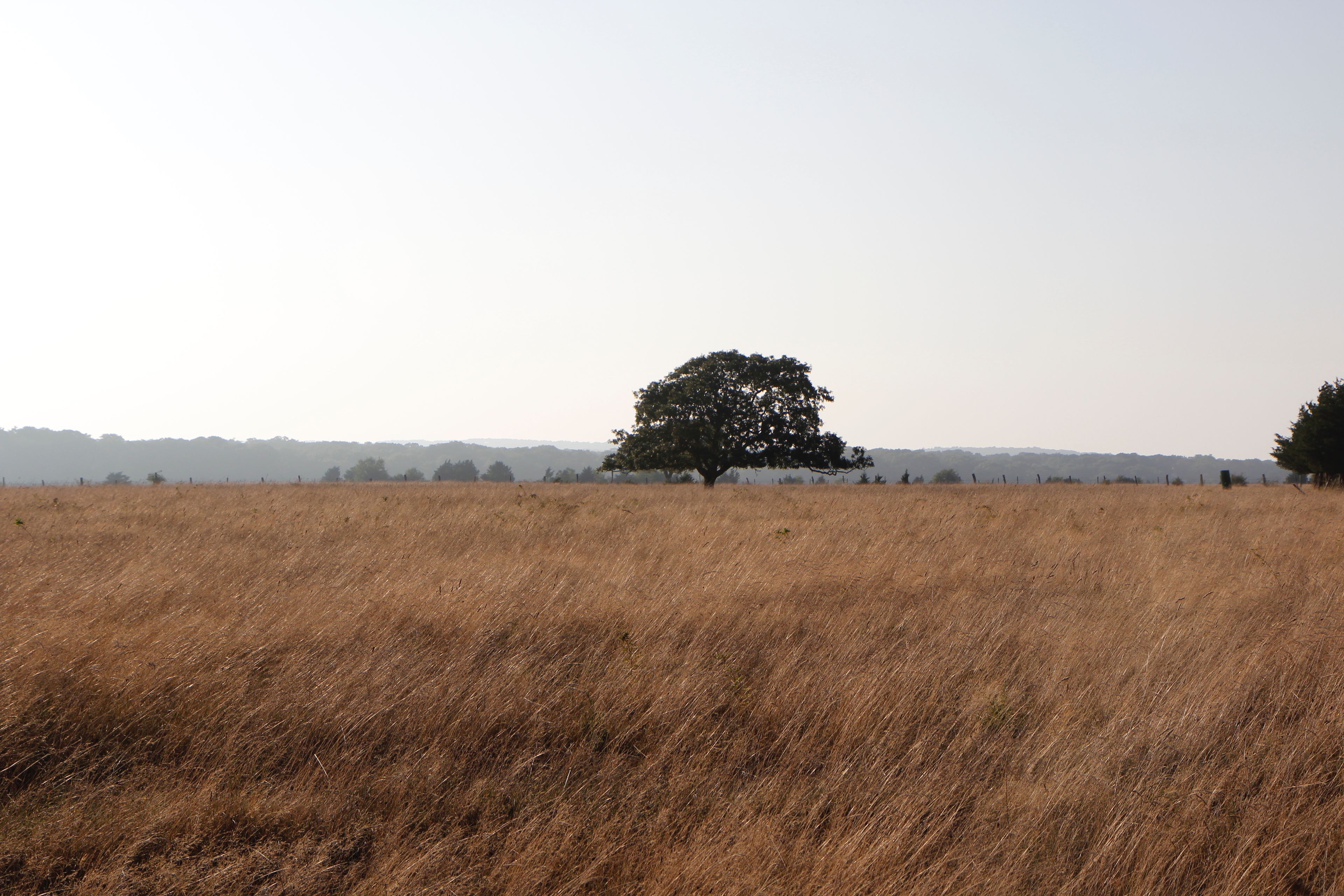 tree in field