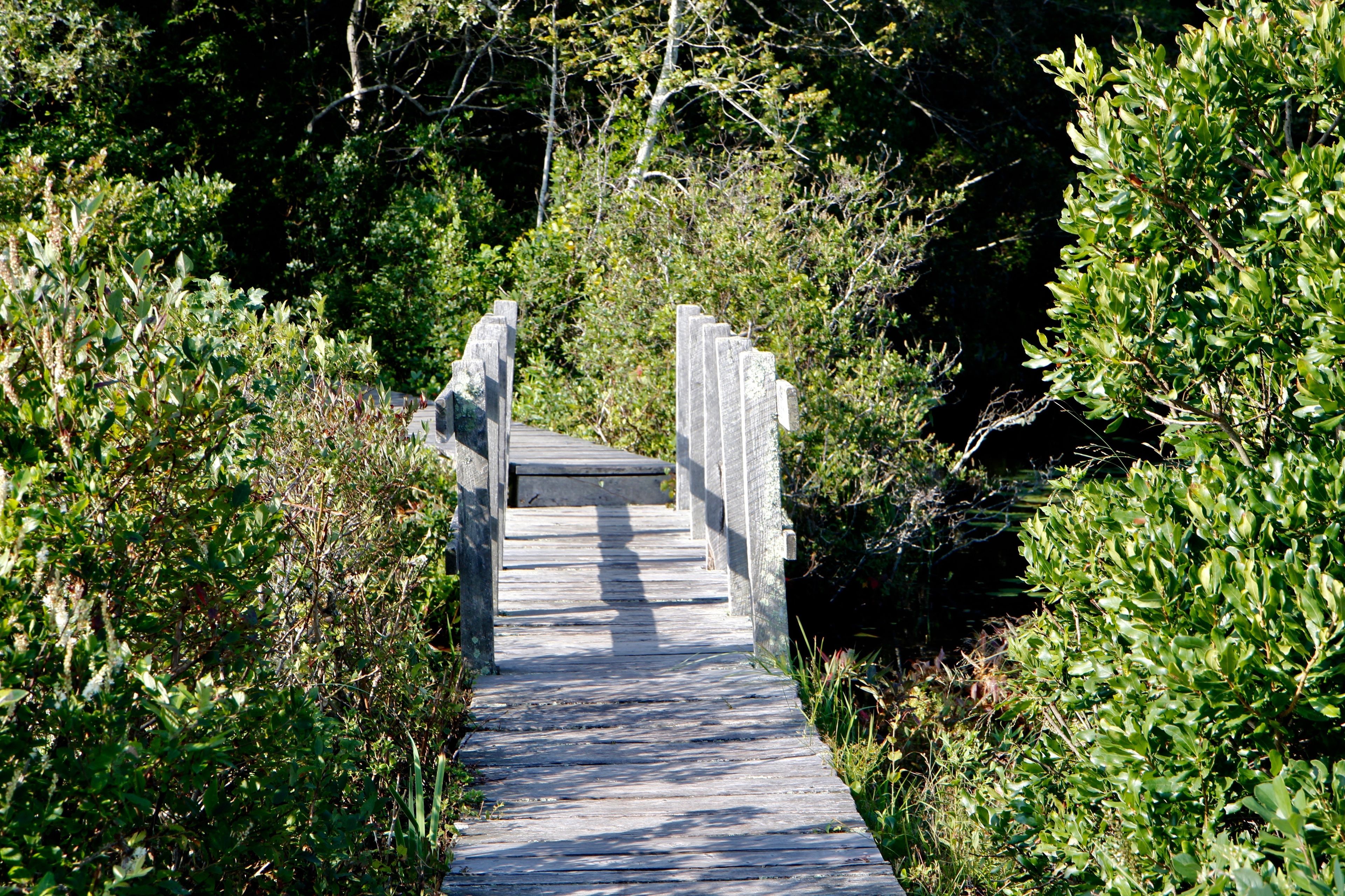 bridge in summer