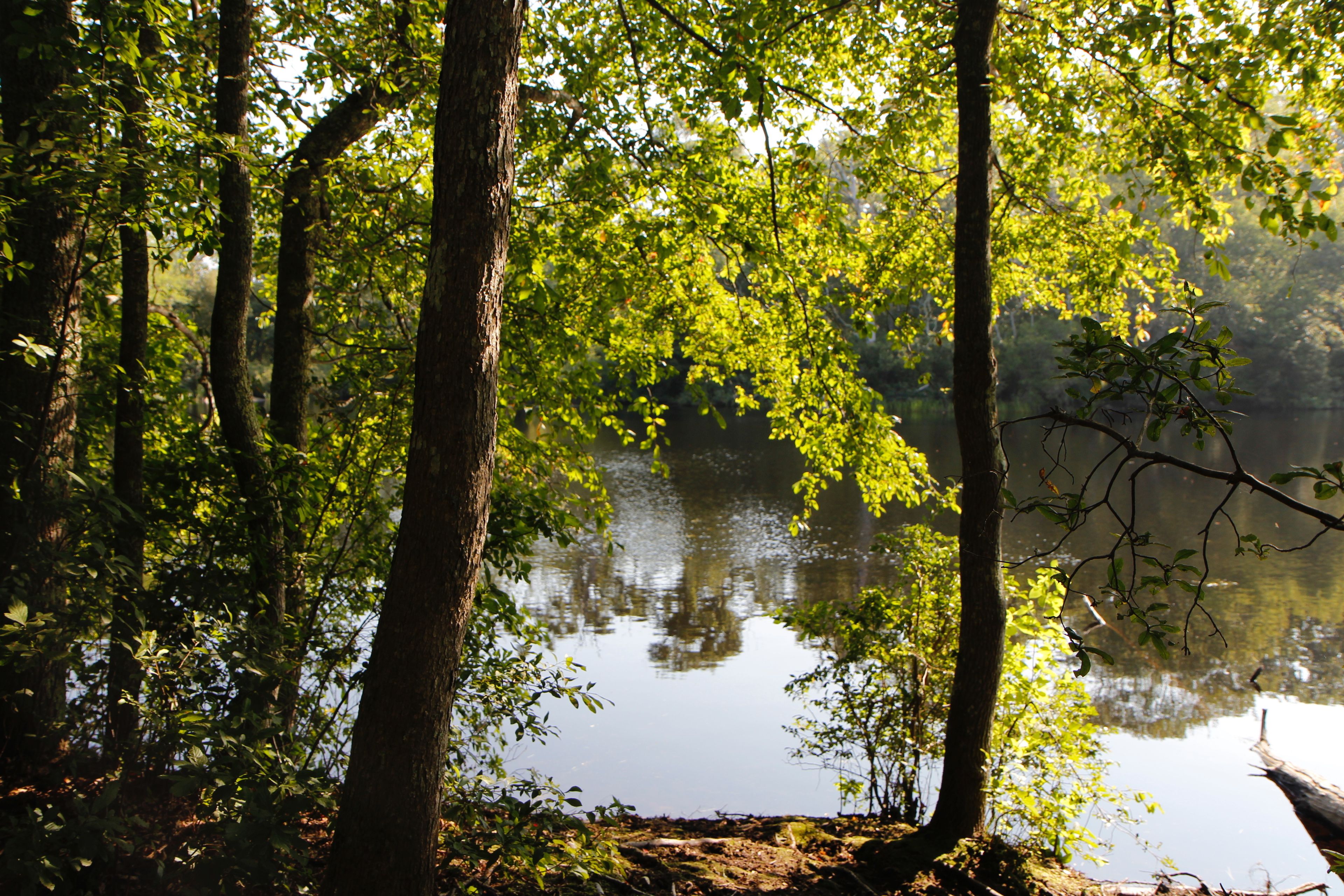 Turtle Pond in summer