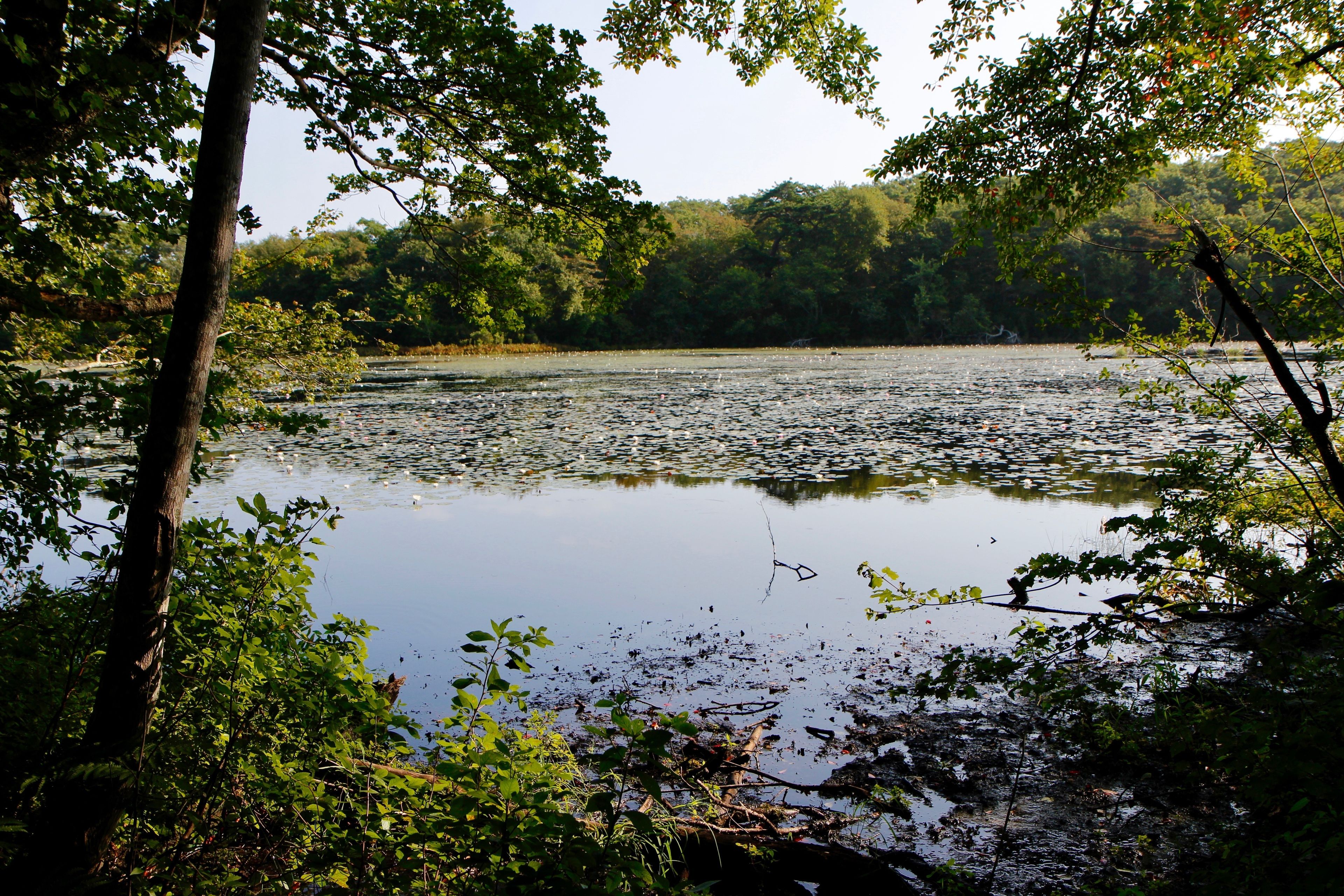 view of pond