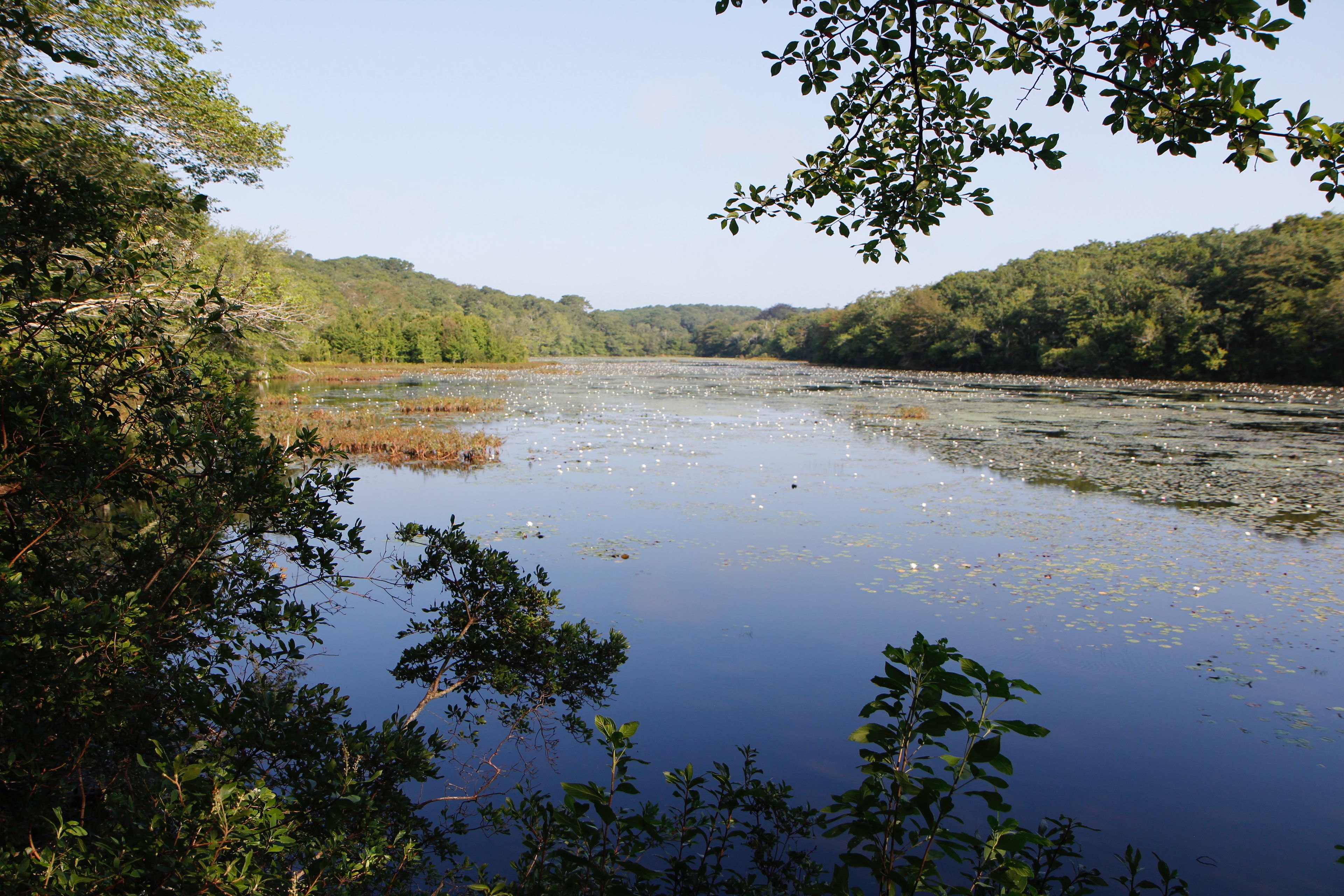 view of pond