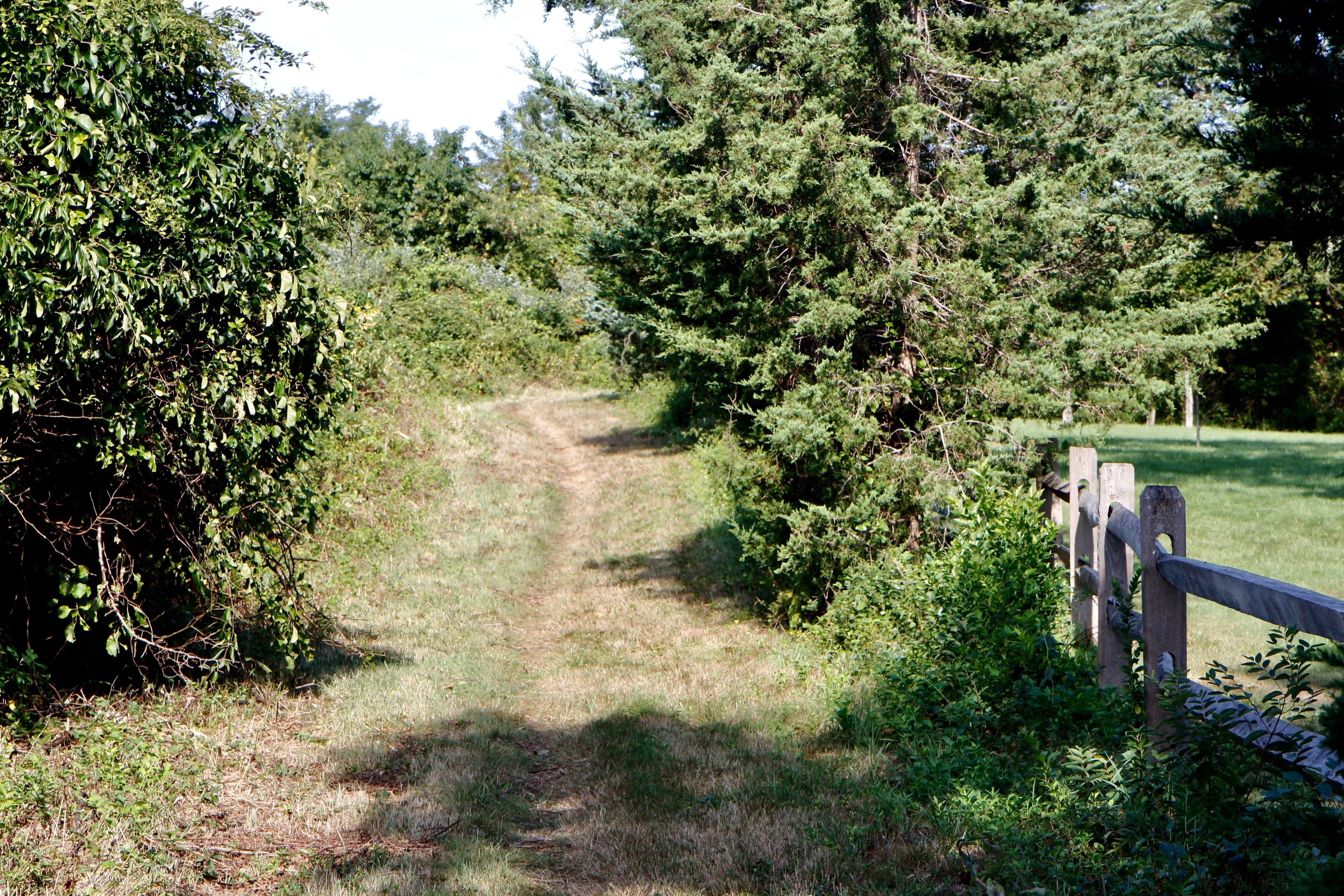 grassy trail