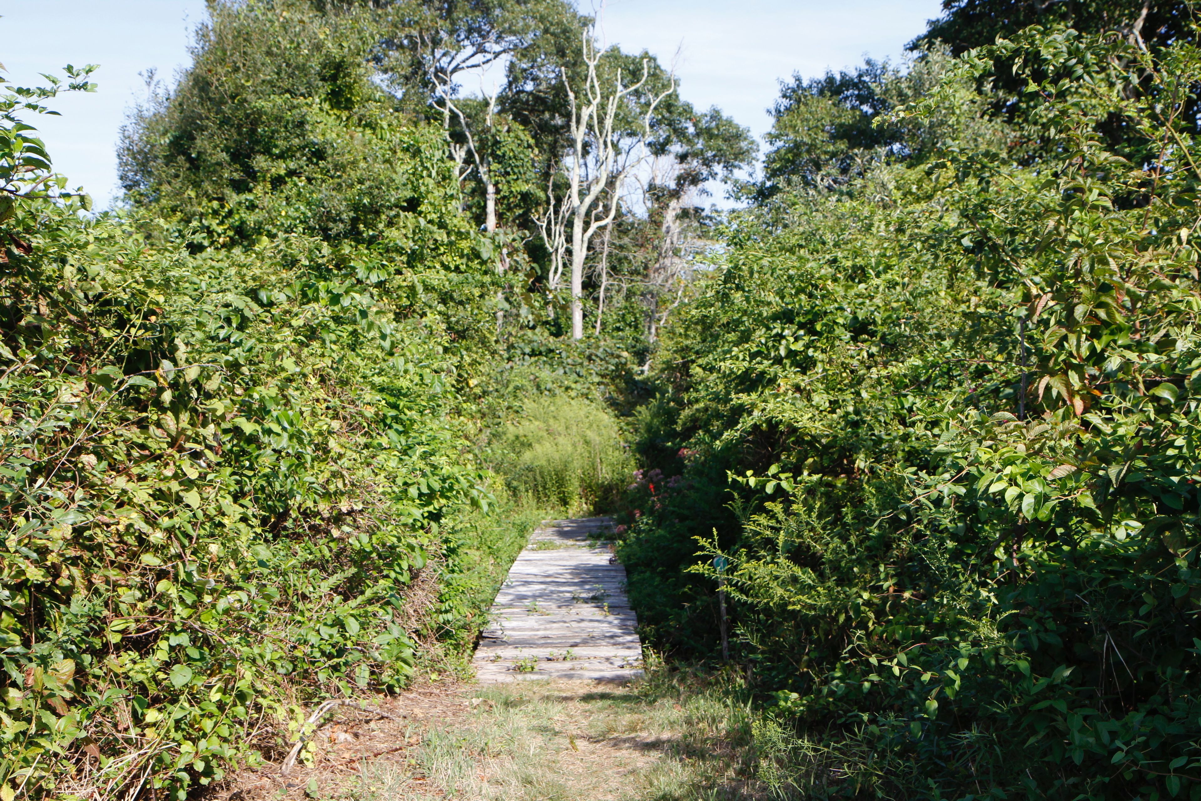 footbridge