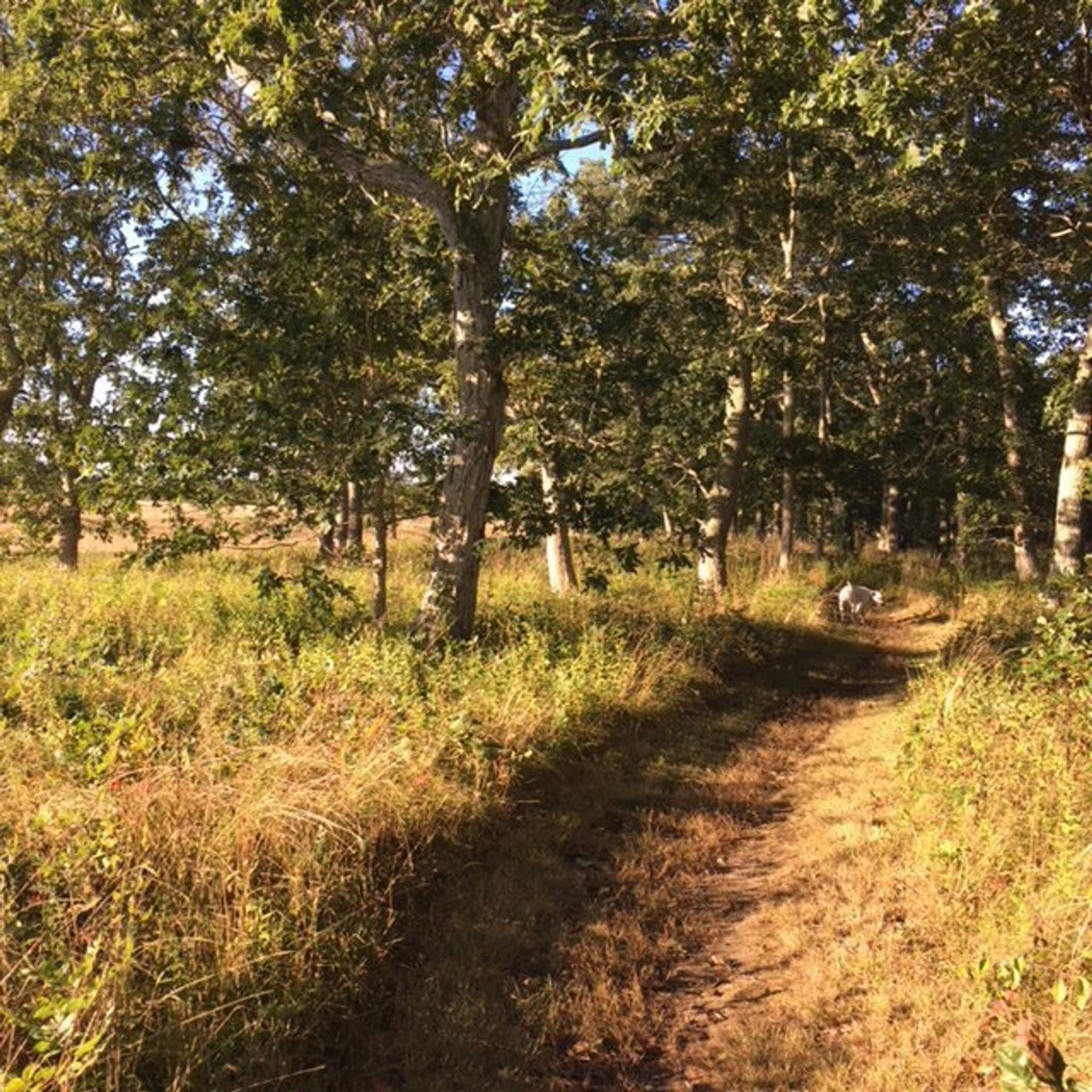 Path along Old County Road