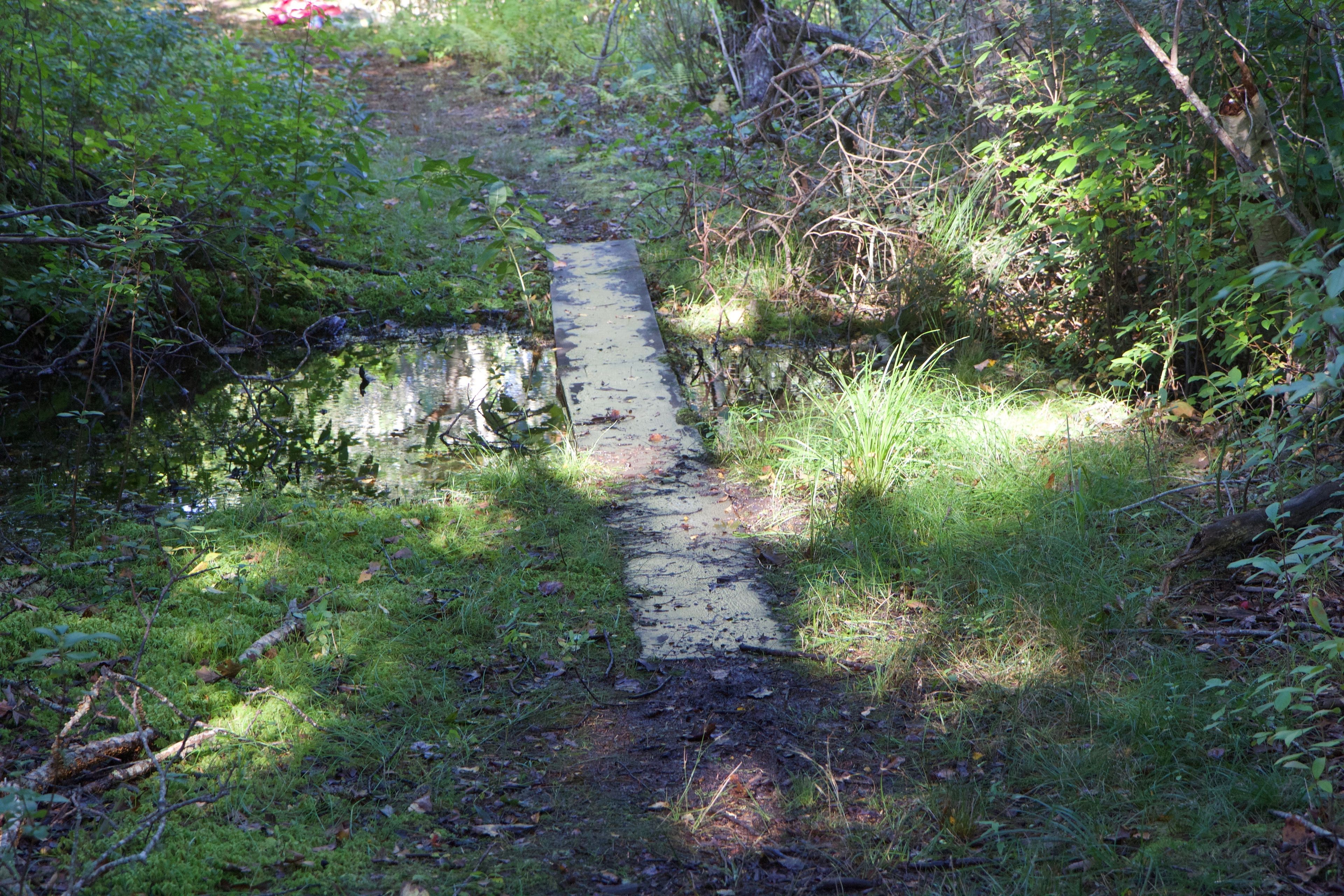 boardwalk along trail- slippery at times!