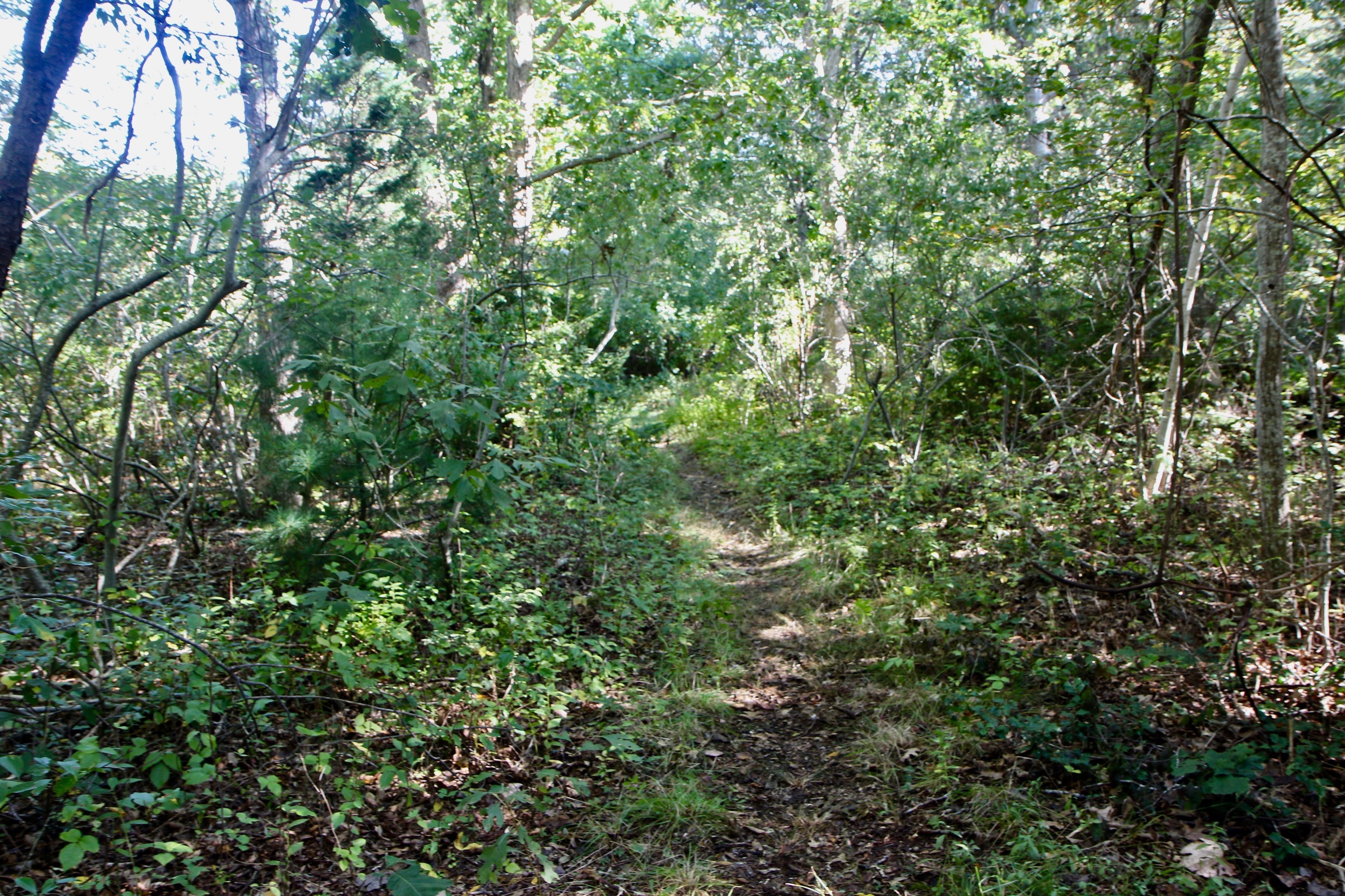 woods trail